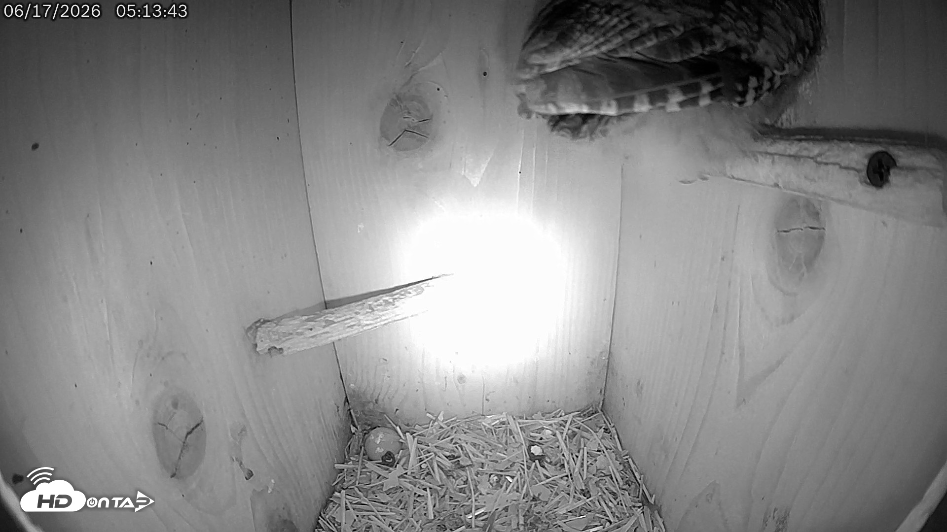 Snapshot of Eastern Screech Owl Live Cam taken Jun 17, 2026, 5:32am CDT