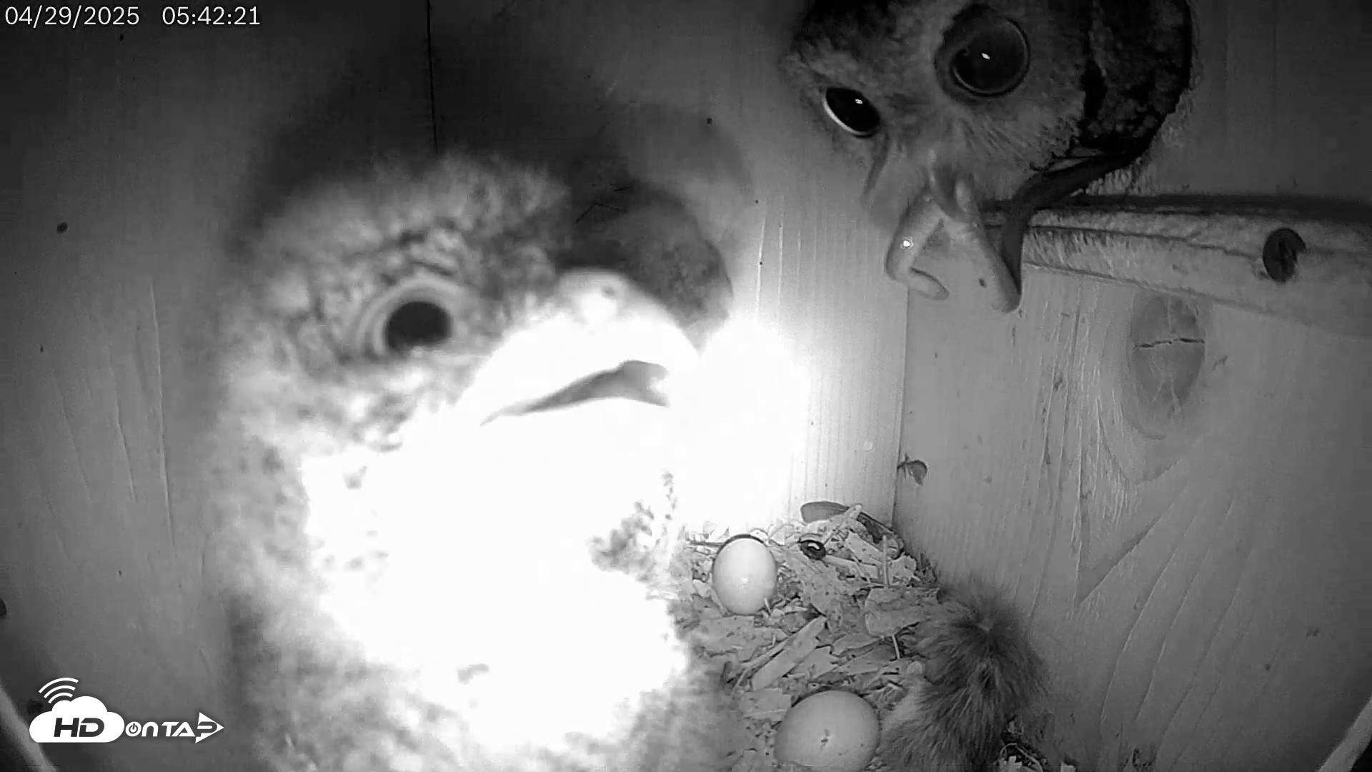 Snapshot of Eastern Screech Owl Live Cam taken Apr 29, 2025, 8:10am CDT
