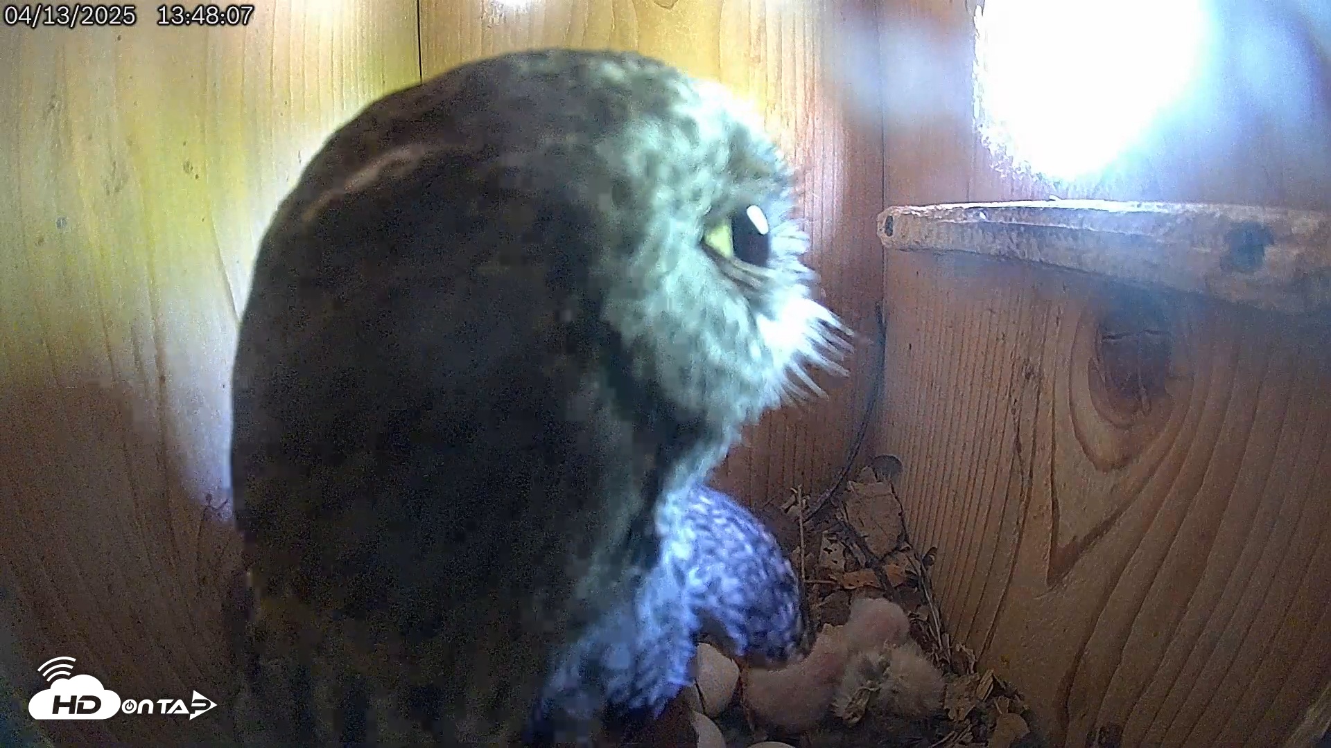 Snapshot of Eastern Screech Owl Live Cam taken Apr 13, 2025, 9:13pm CDT