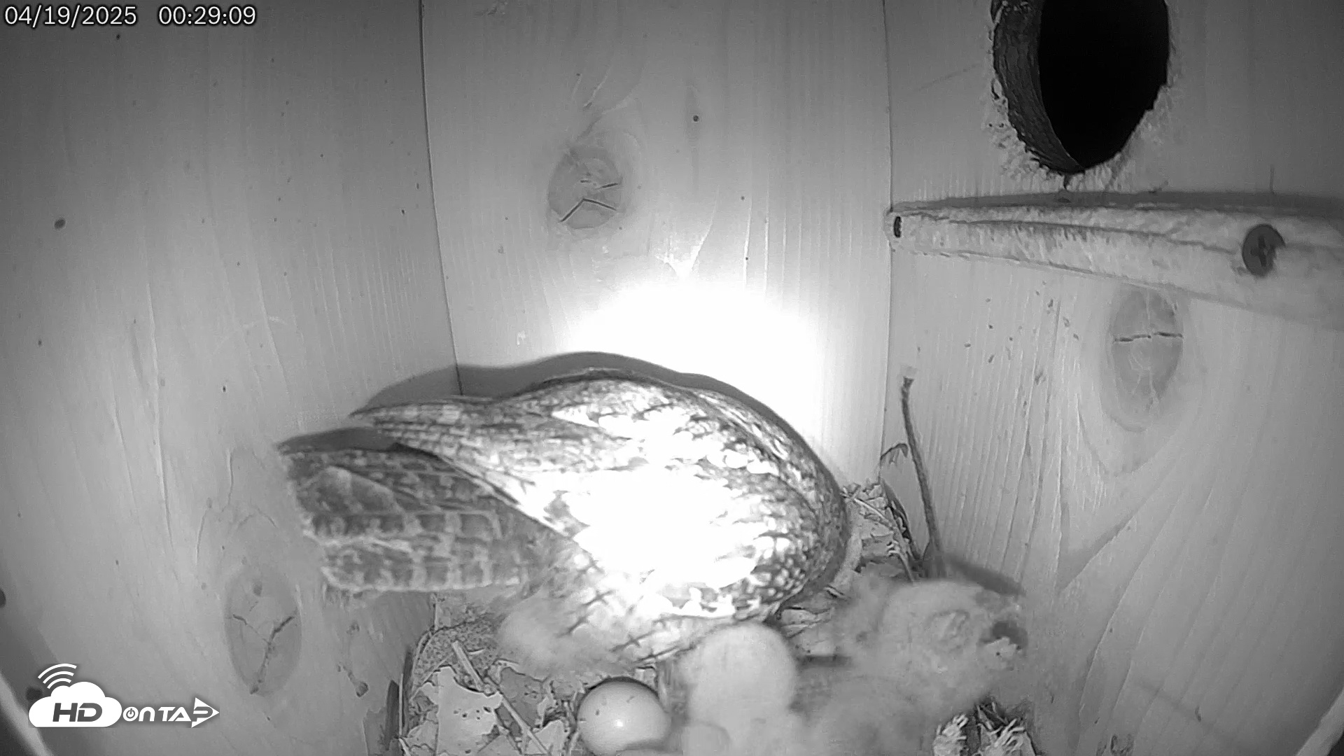 Snapshot of Eastern Screech Owl Live Cam taken Apr 19, 2025, 12:44am CDT