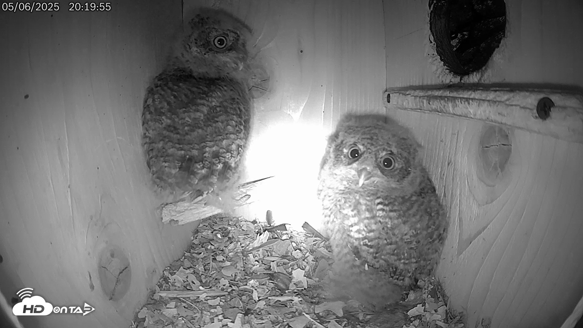 Snapshot of Eastern Screech Owl Live Cam taken May 6, 2025, 8:26pm CDT