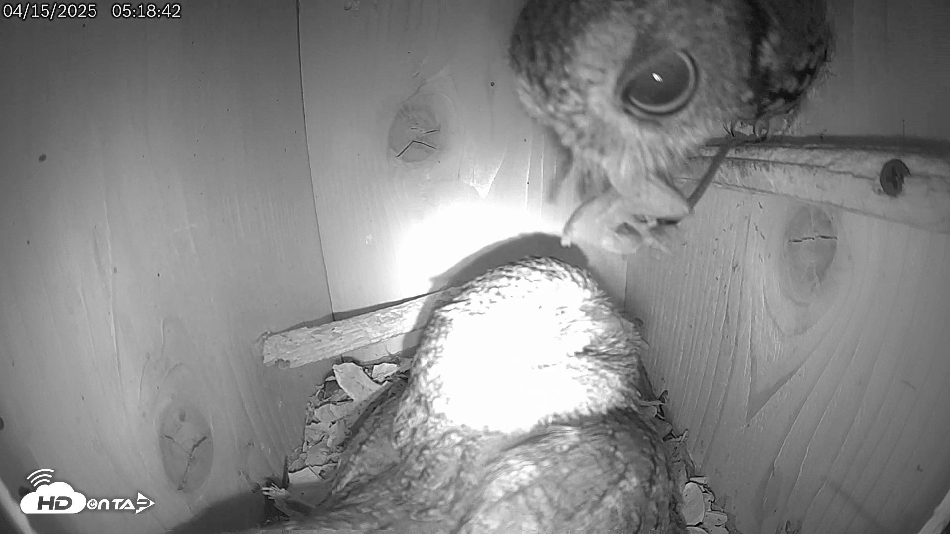 Snapshot of Eastern Screech Owl Live Cam taken Apr 15, 2025, 5:26am CDT