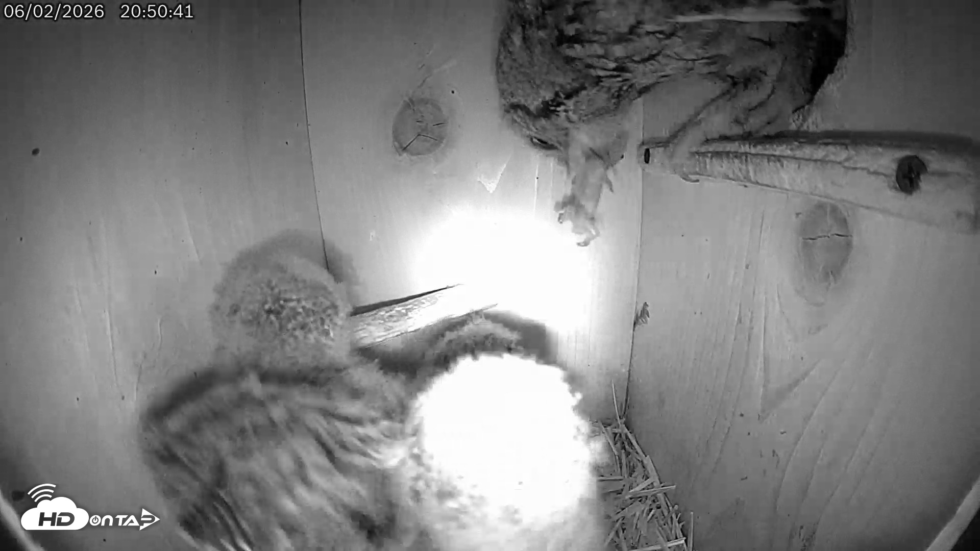 Snapshot of Eastern Screech Owl Live Cam taken Jun 2, 2026, 10:33pm CDT