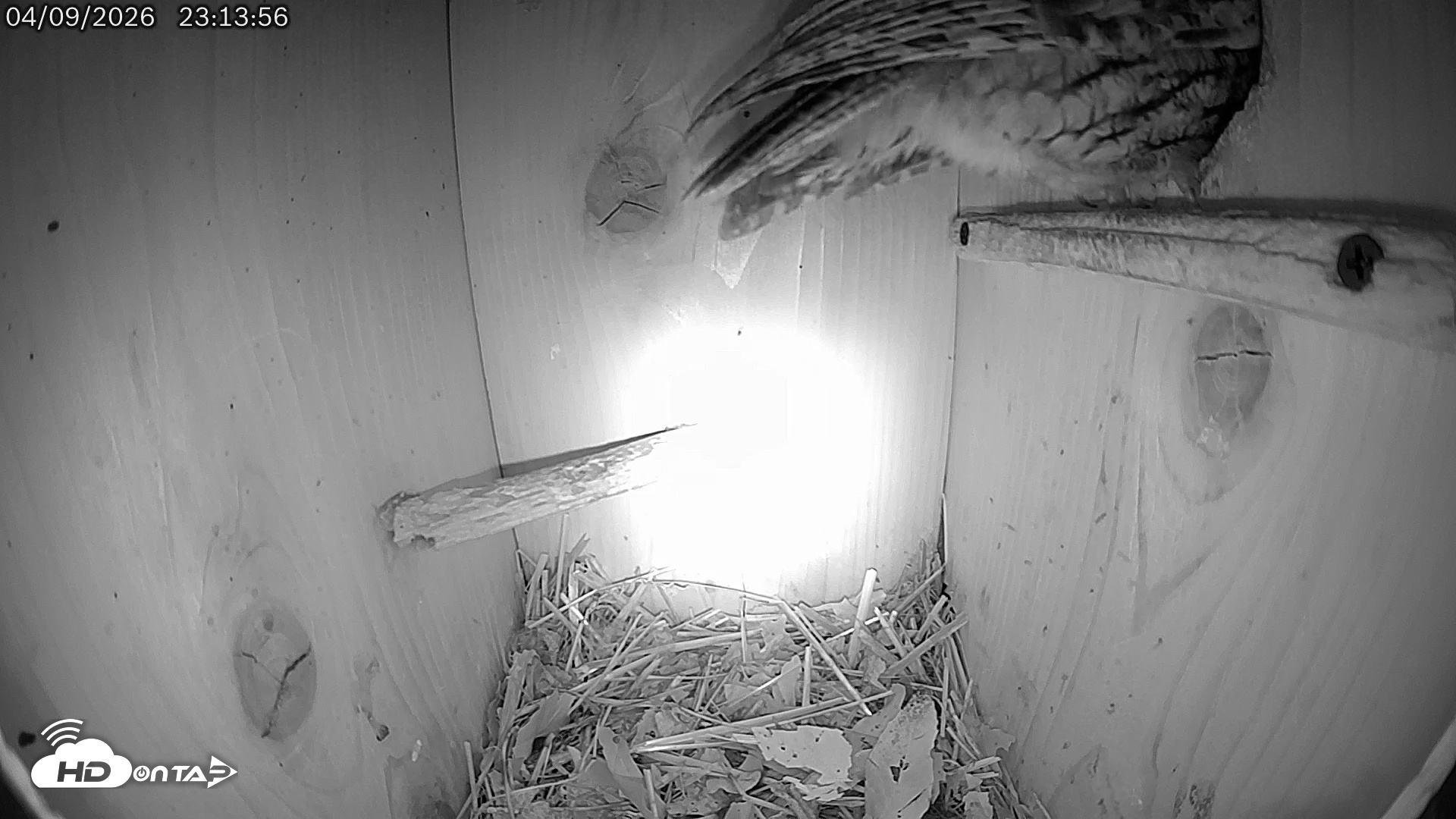 Snapshot of Eastern Screech Owl Live Cam taken Apr 10, 2026, 4:10am CDT