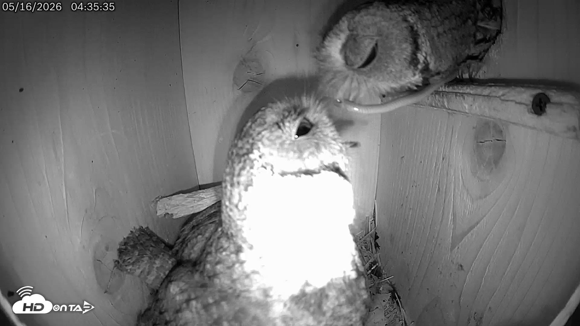Snapshot of Eastern Screech Owl Live Cam taken May 16, 2026, 11:33am CDT