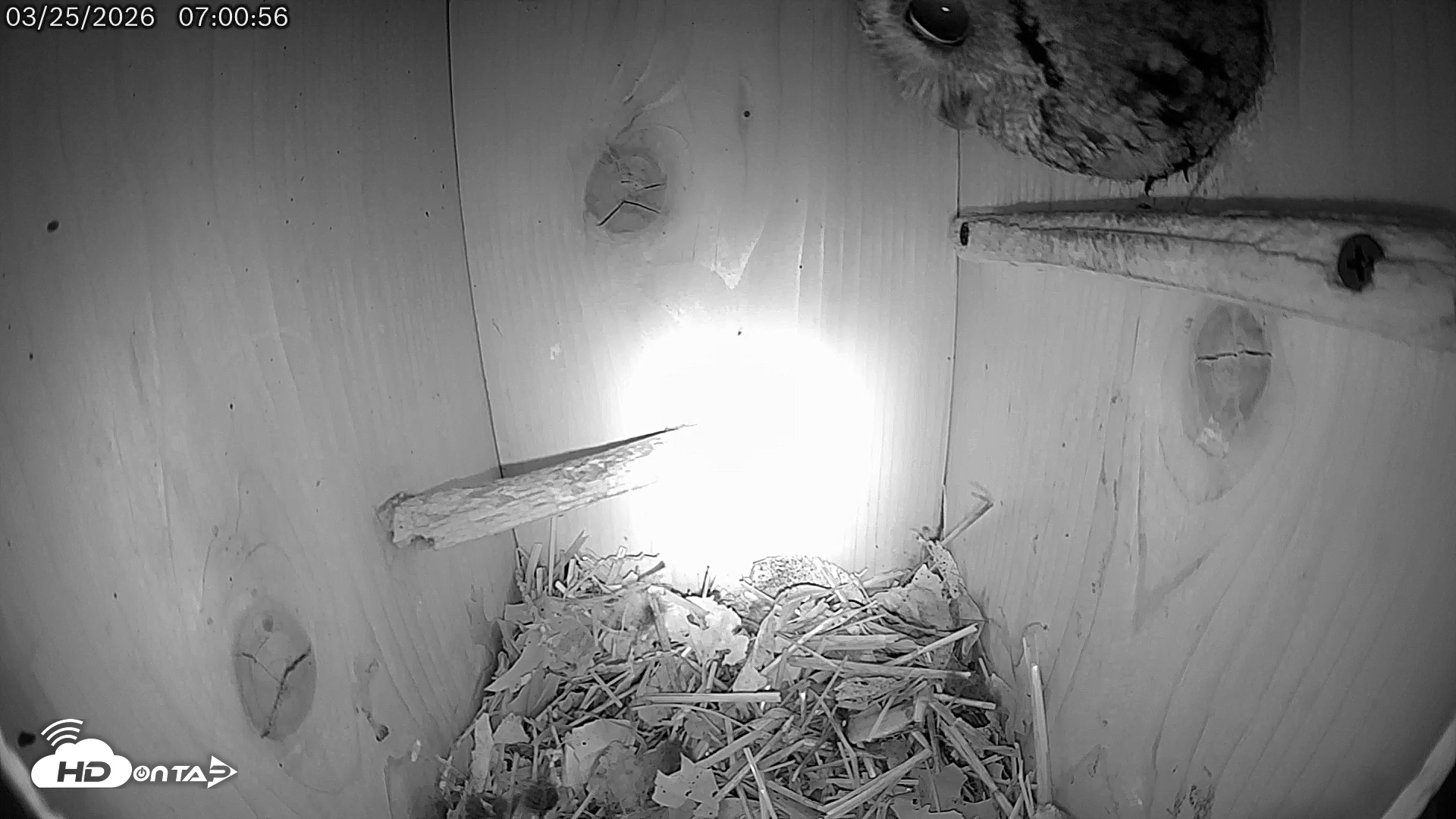 Snapshot of Eastern Screech Owl Live Cam taken Mar 25, 2026, 7:51am CDT