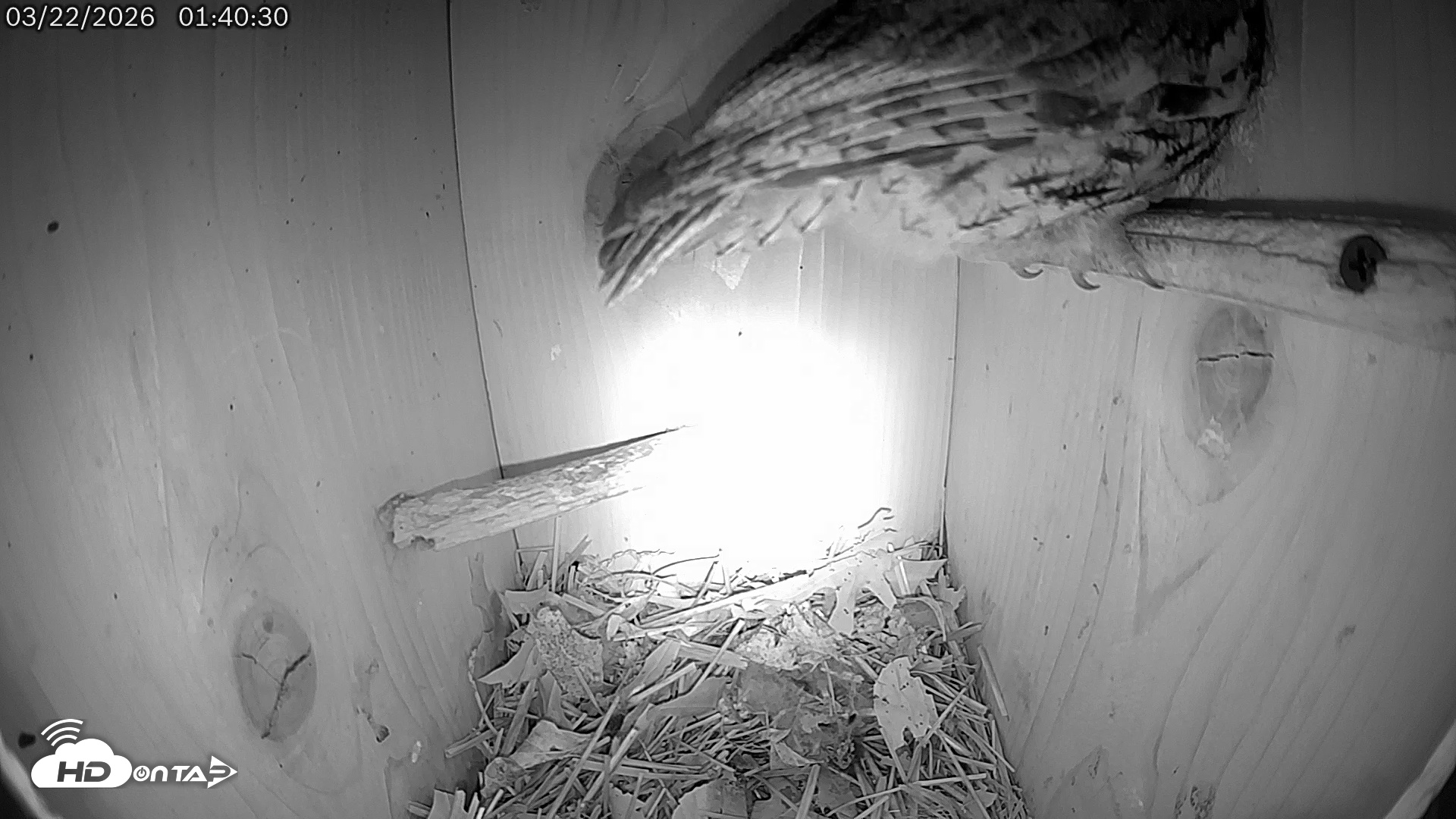 Snapshot of Eastern Screech Owl Live Cam taken Mar 22, 2026, 8:38am CDT