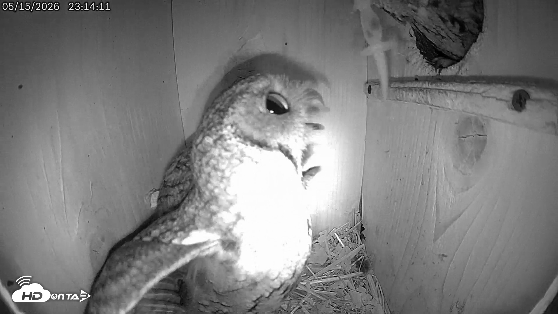Snapshot of Eastern Screech Owl Live Cam taken May 15, 2026, 11:46pm CDT