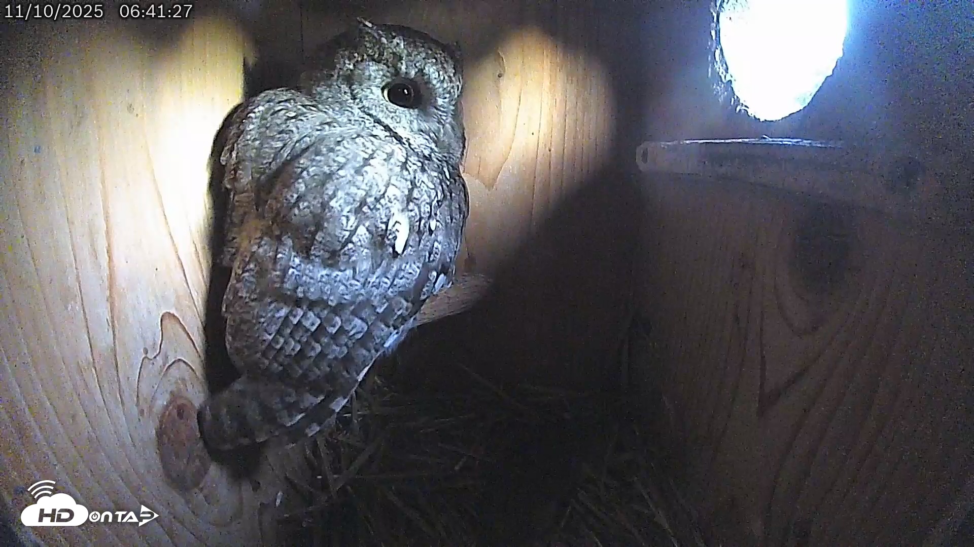 Snapshot of Eastern Screech Owl Live Cam taken Nov 10, 2025, 6:45am CST