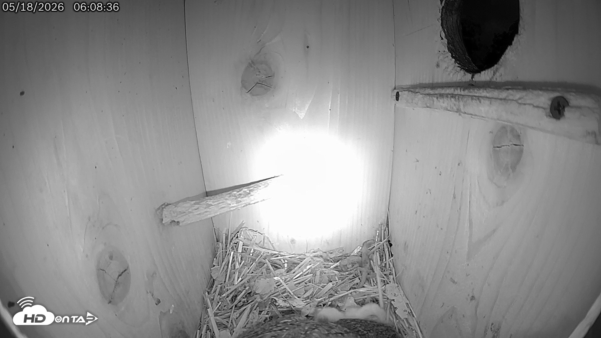 Snapshot of Eastern Screech Owl Live Cam taken May 18, 2026, 6:11am CDT