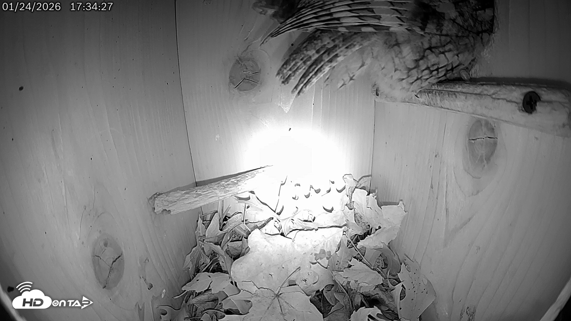 Snapshot of Eastern Screech Owl Live Cam taken Jan 25, 2026, 3:35am CST