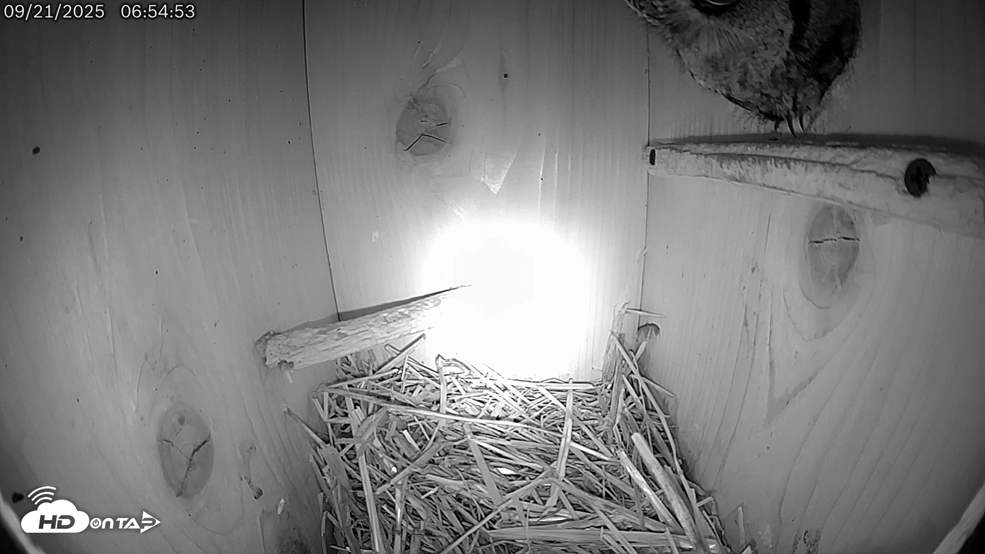 Snapshot of Eastern Screech Owl Live Cam taken Sep 21, 2025, 9:11am CDT