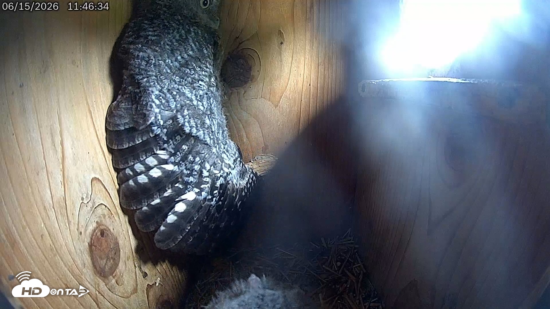 Snapshot of Eastern Screech Owl Live Cam taken Jun 15, 2026, 5:53pm CDT