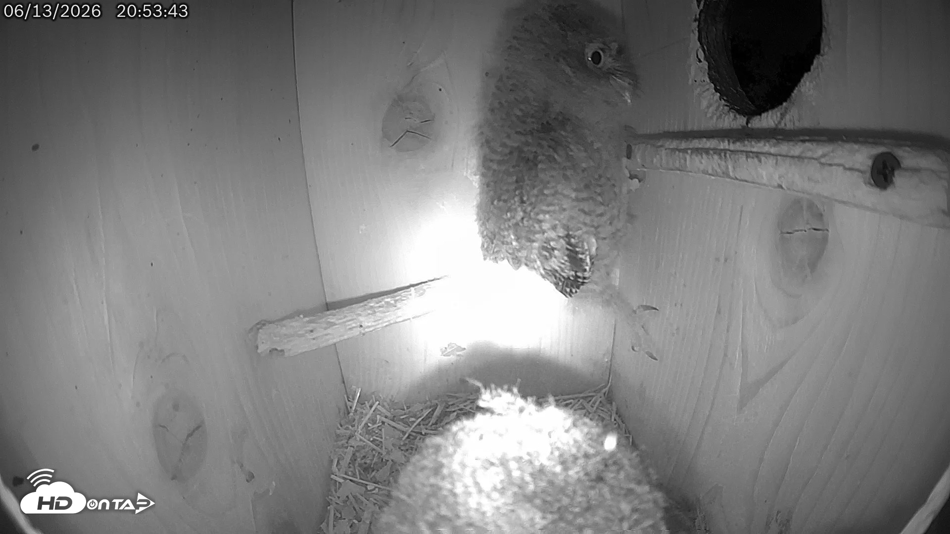 Snapshot of Eastern Screech Owl Live Cam taken Jun 13, 2026, 9:35pm CDT