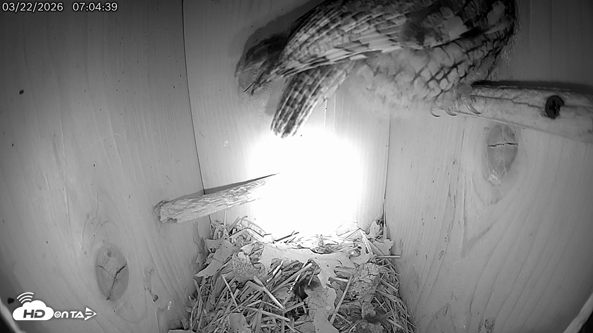 Snapshot of Eastern Screech Owl Live Cam taken Mar 22, 2026, 11:56am CDT
