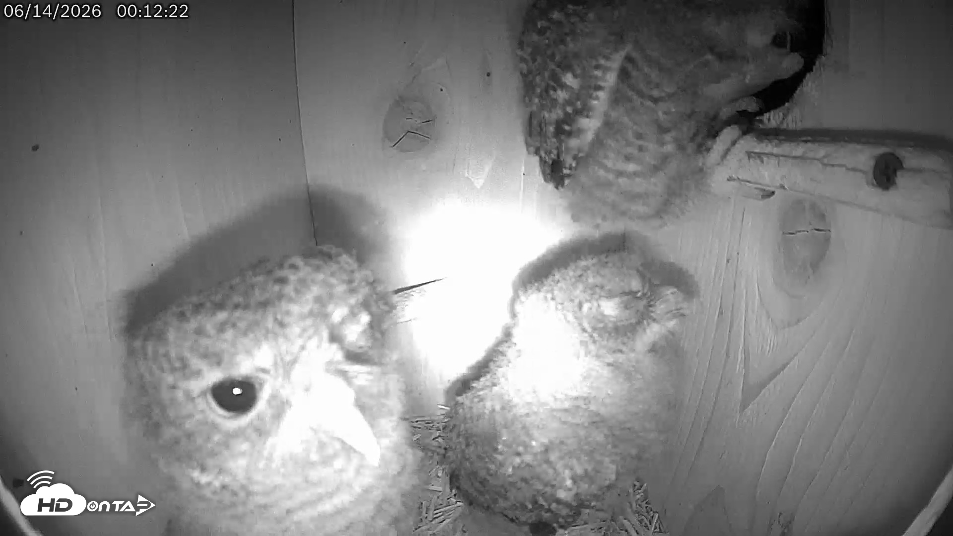 Snapshot of Eastern Screech Owl Live Cam taken Jun 14, 2026, 6:33am CDT