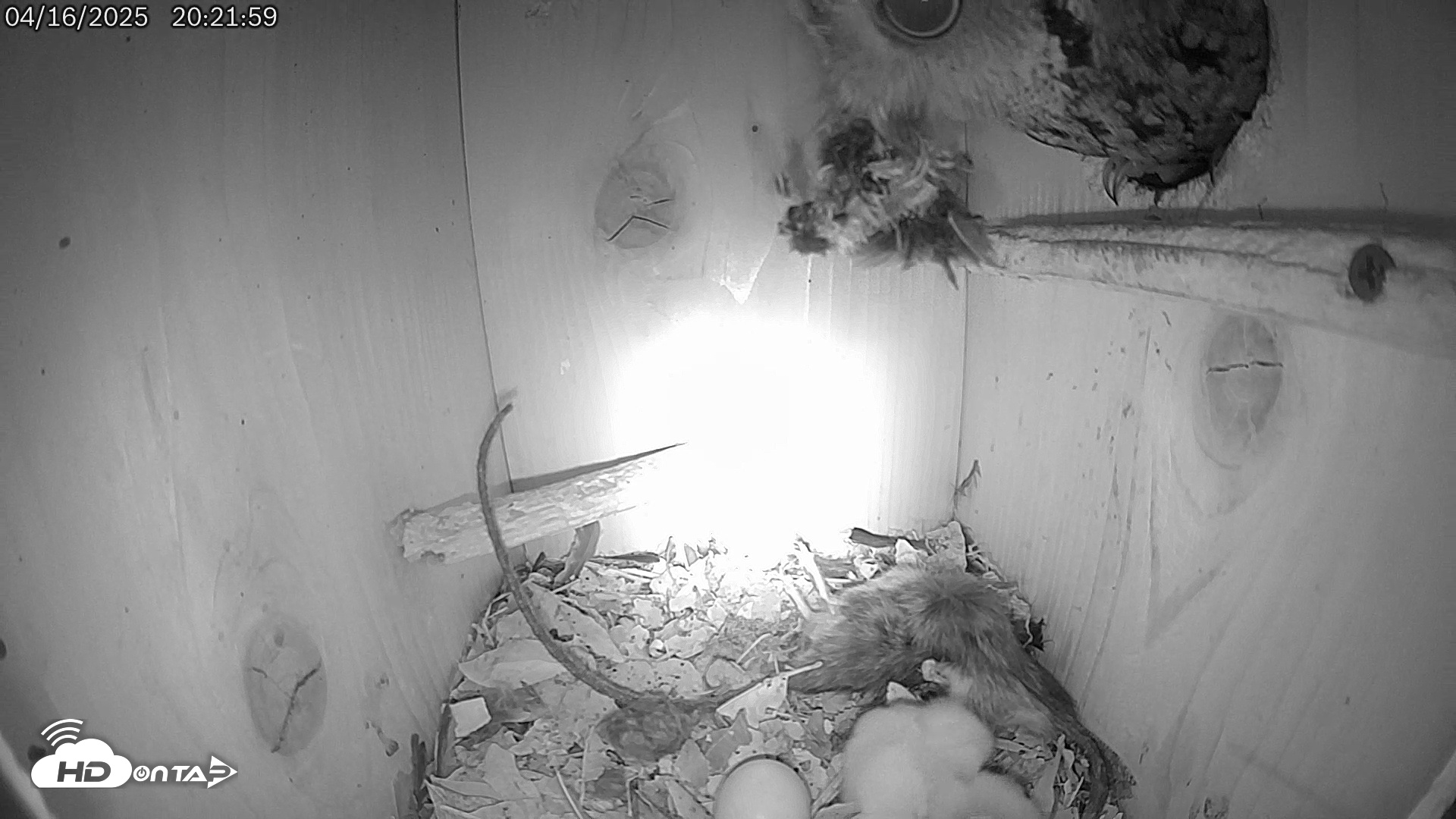 Snapshot of Eastern Screech Owl Live Cam taken Apr 16, 2025, 10:17pm CDT