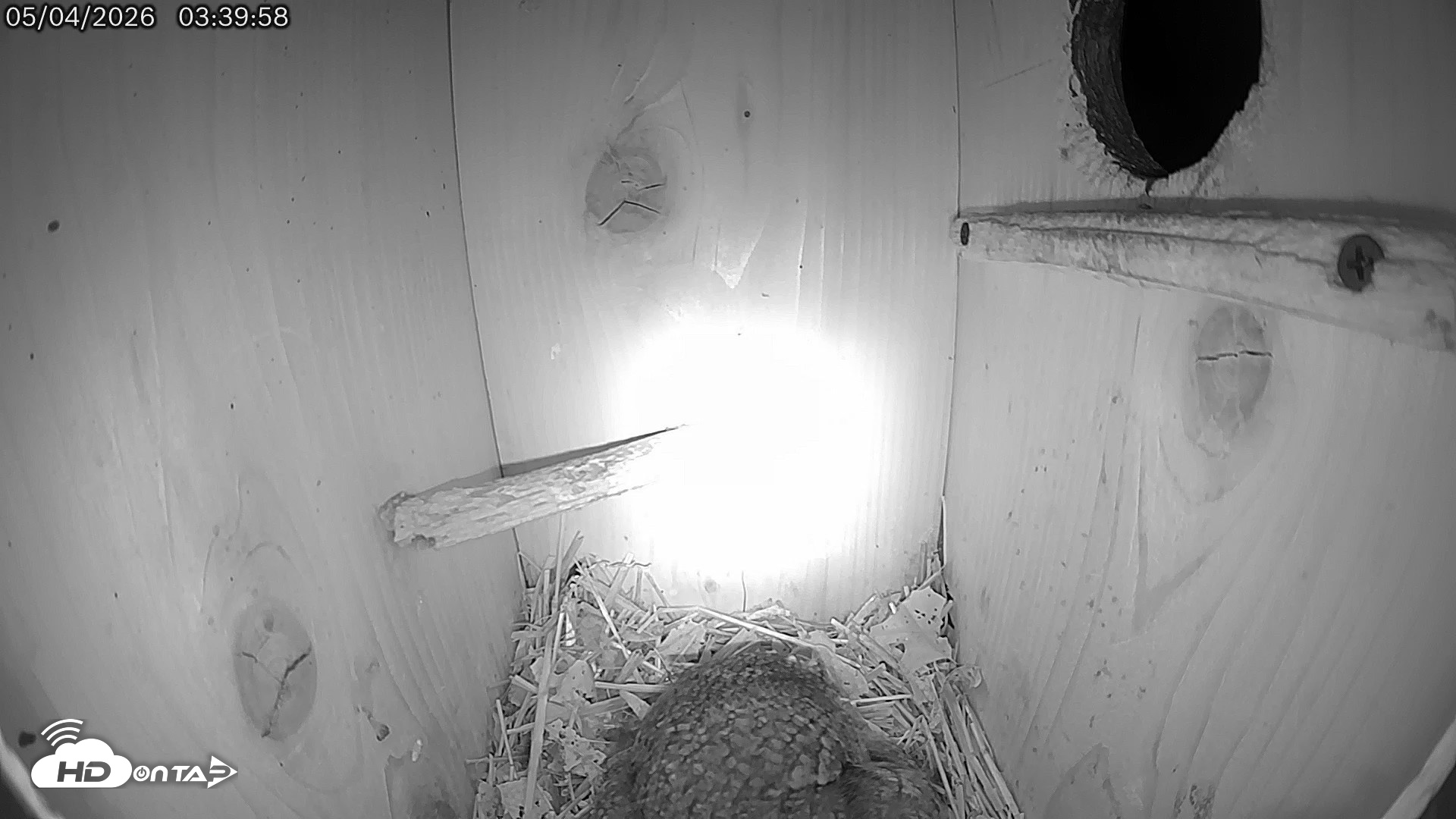 Snapshot of Eastern Screech Owl Live Cam taken May 4, 2026, 3:40am CDT