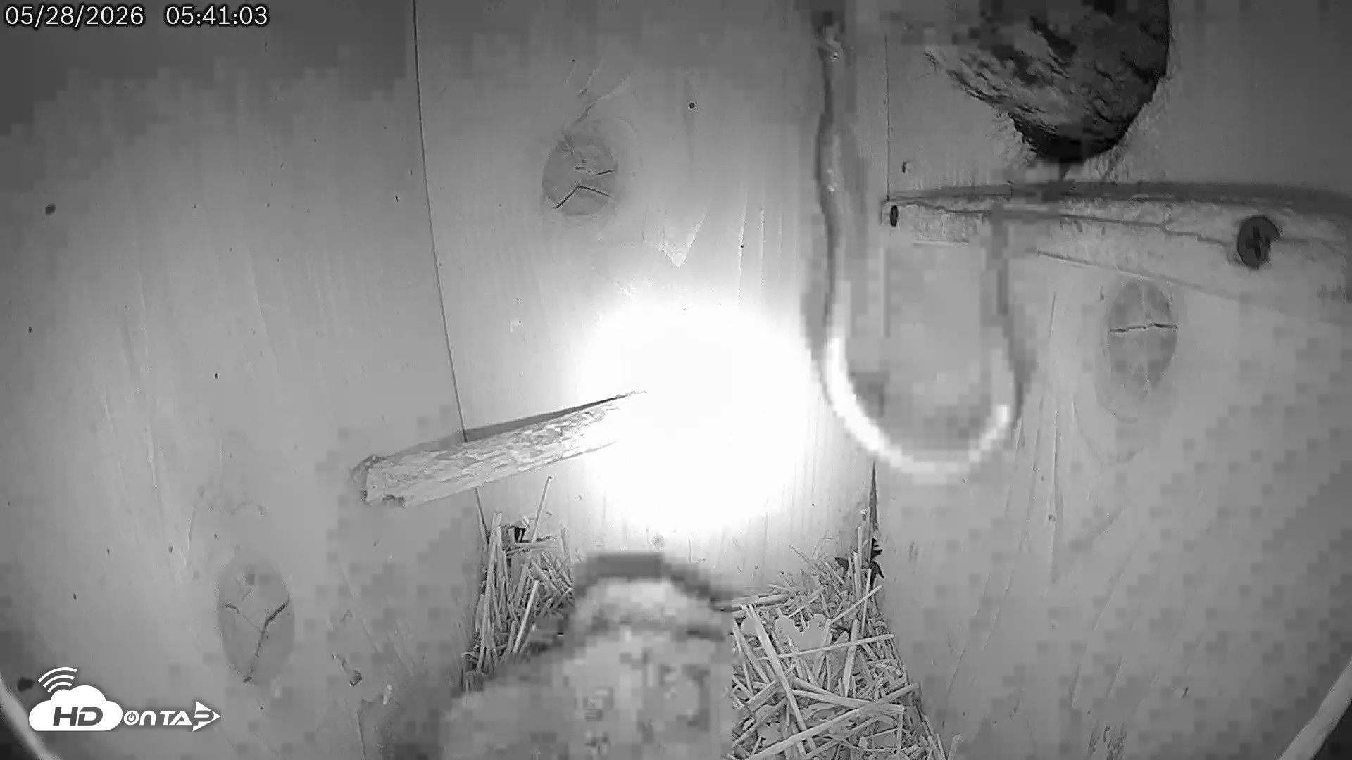 Snapshot of Eastern Screech Owl Live Cam taken May 28, 2026, 8:38am CDT