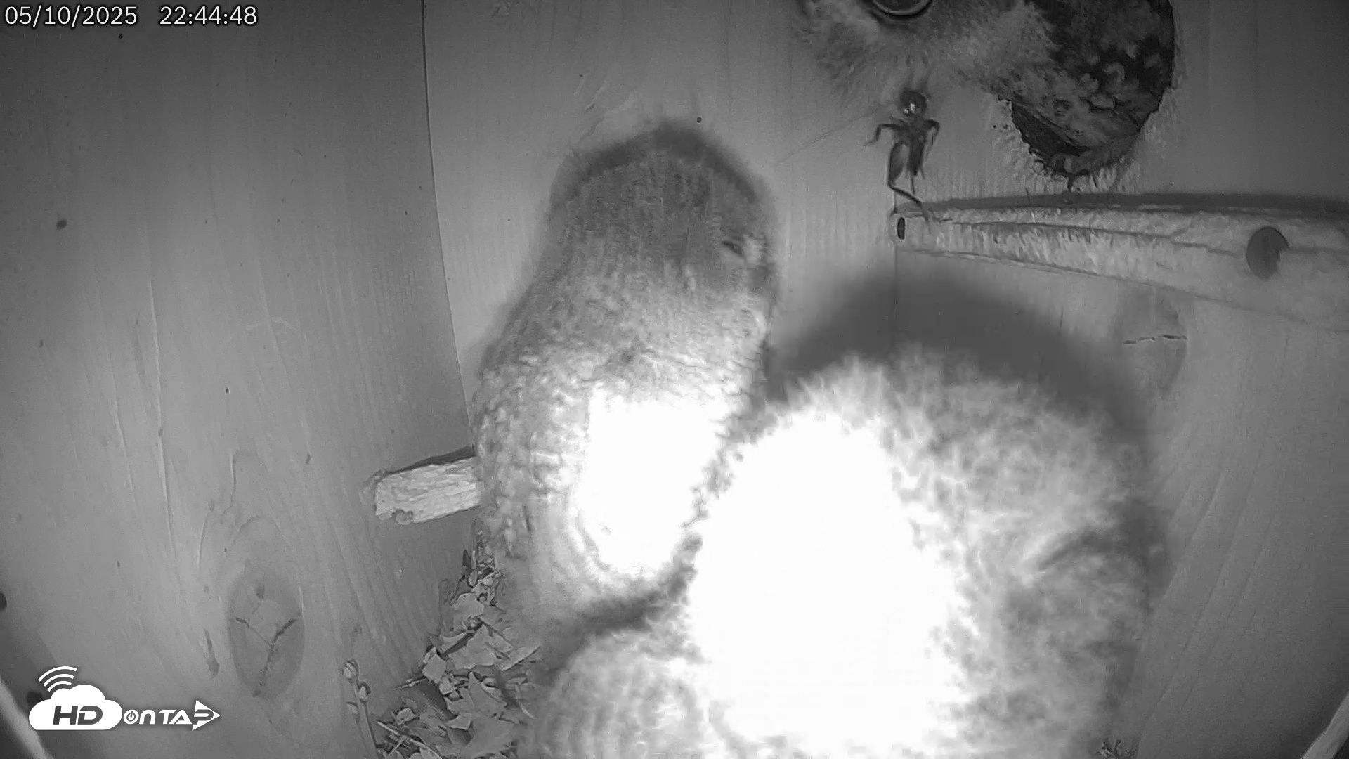 Snapshot of Eastern Screech Owl Live Cam taken May 11, 2025, 3:59am CDT