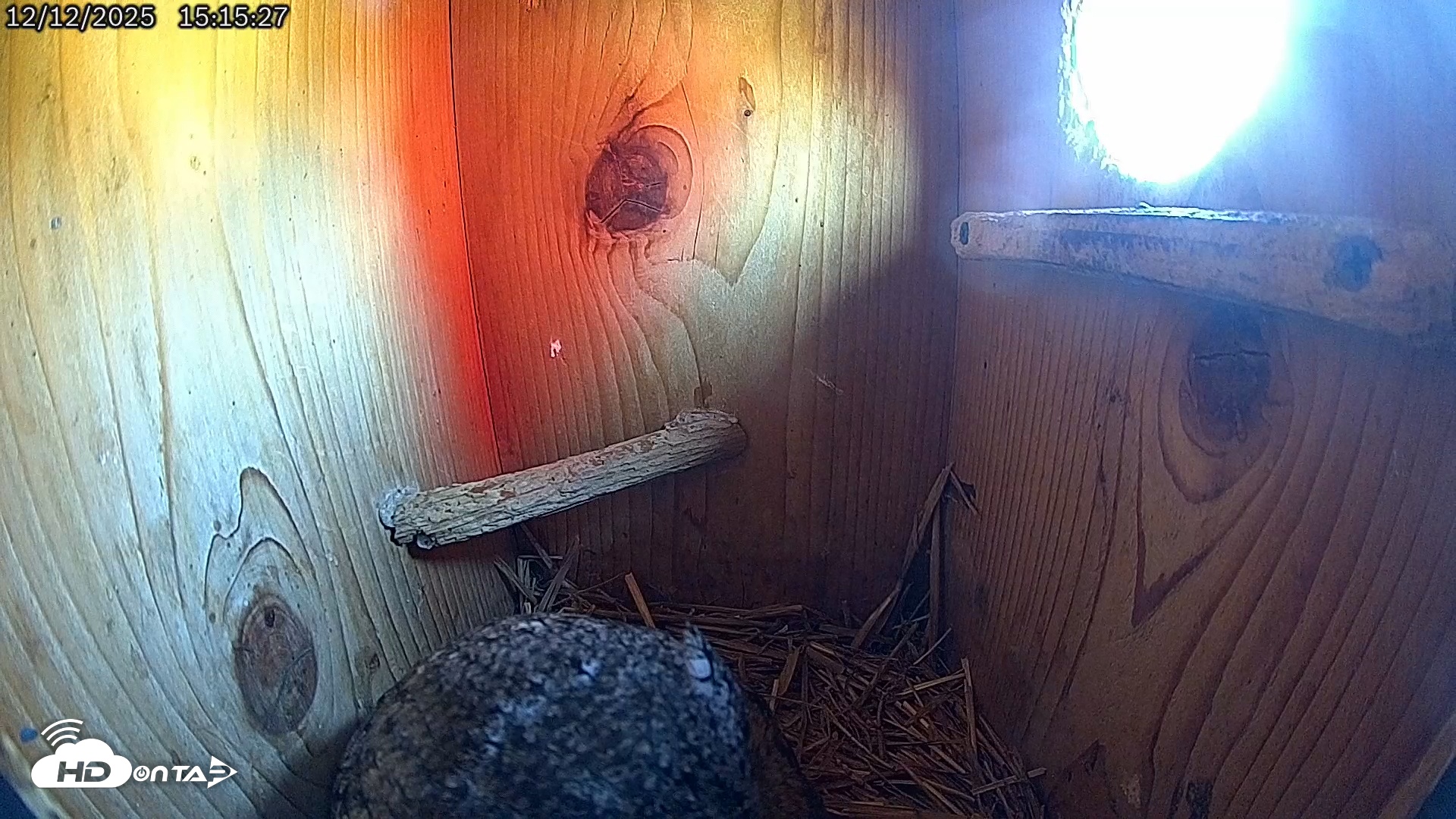 Snapshot of Eastern Screech Owl Live Cam taken Dec 12, 2025, 7:51pm CST