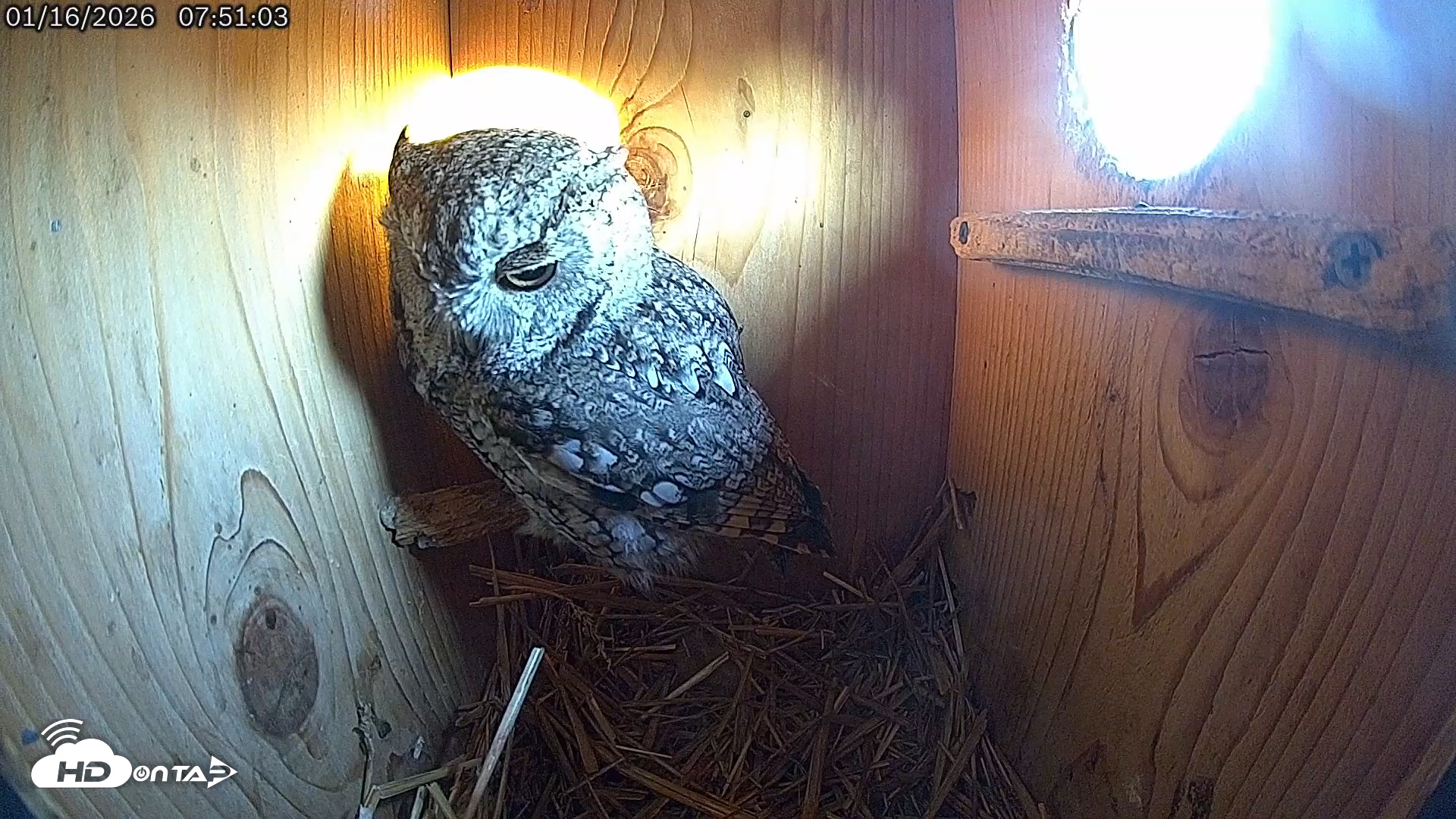 Snapshot of Eastern Screech Owl Live Cam taken Jan 16, 2026, 10:31am CST