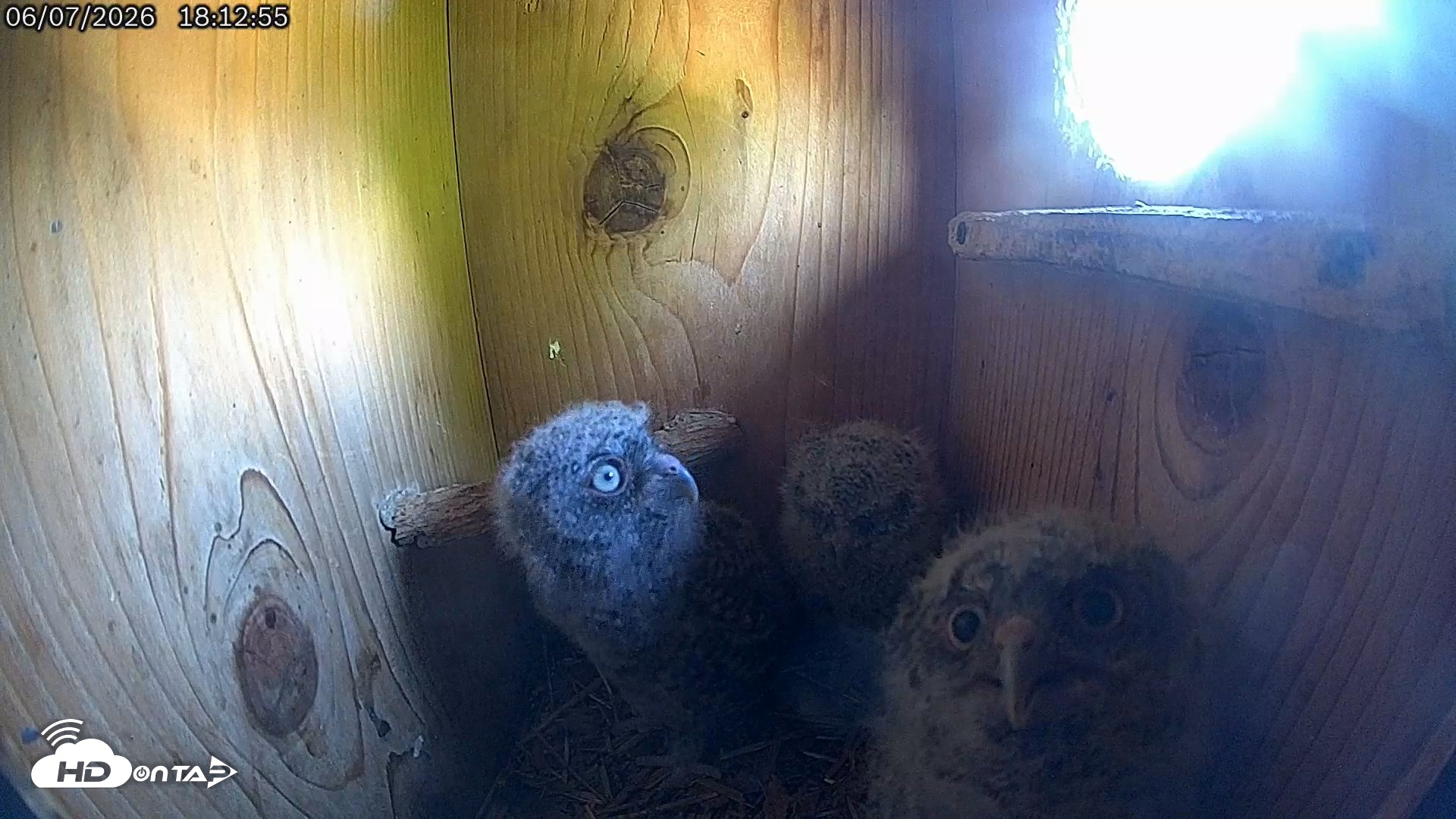 Snapshot of Eastern Screech Owl Live Cam taken Jun 7, 2026, 10:36pm CDT