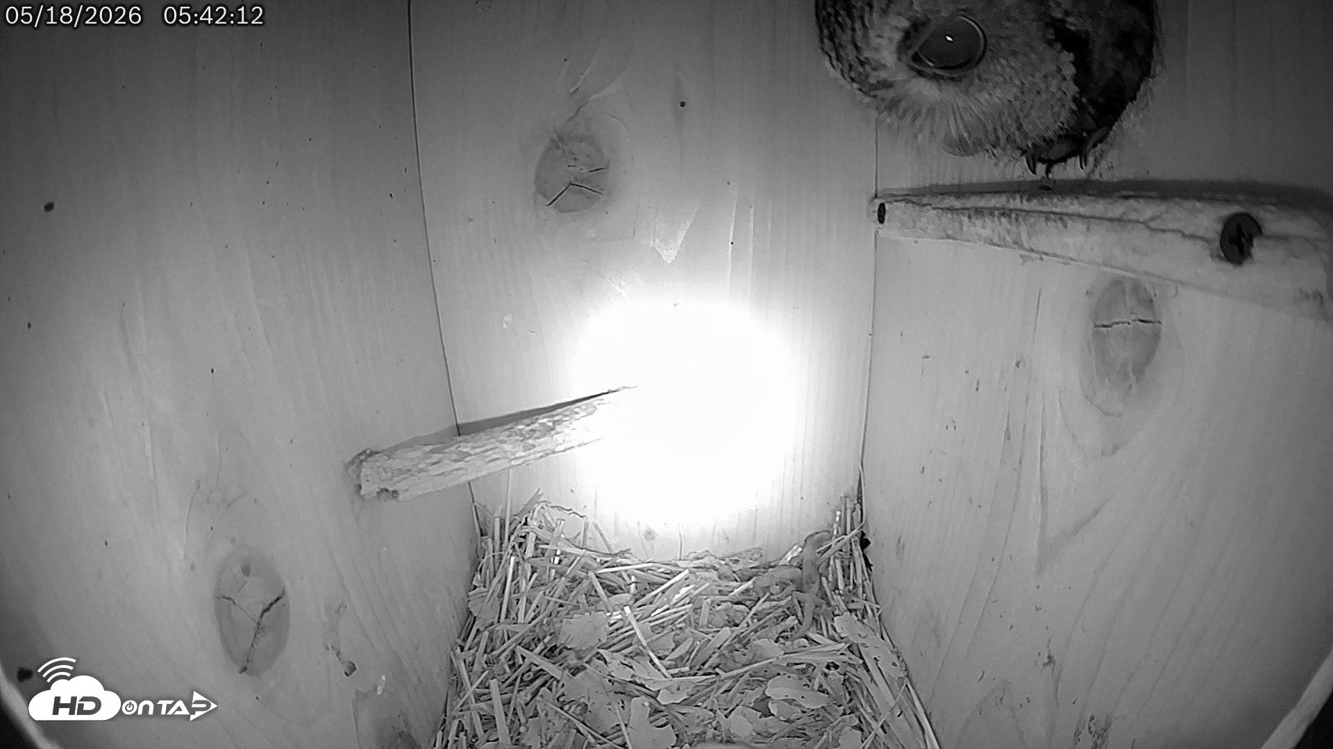 Snapshot of Eastern Screech Owl Live Cam taken May 18, 2026, 5:43am CDT