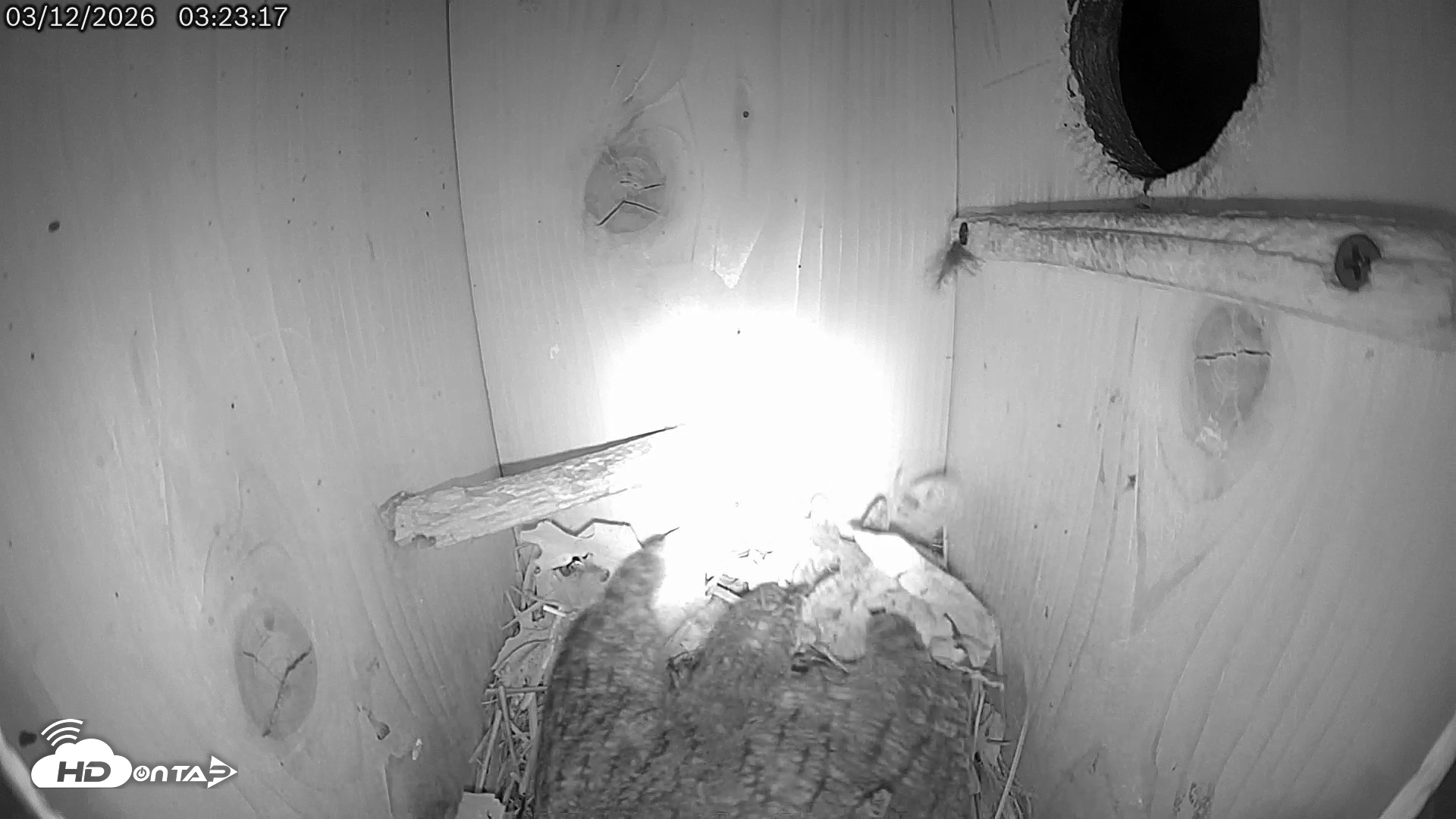 Snapshot of Eastern Screech Owl Live Cam taken Mar 12, 2026, 7:54am CDT