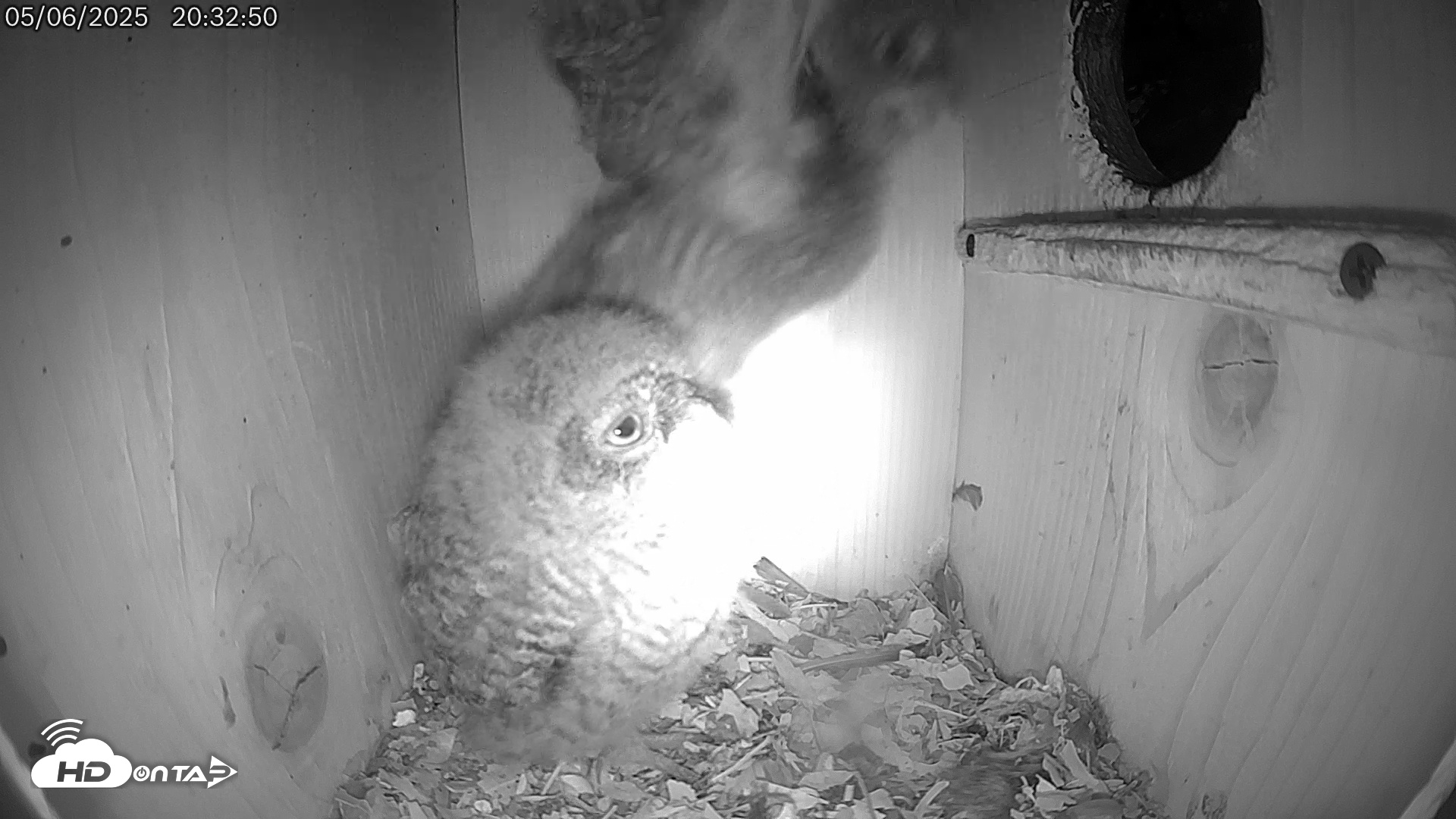 Snapshot of Eastern Screech Owl Live Cam taken May 6, 2025, 11:15pm CDT