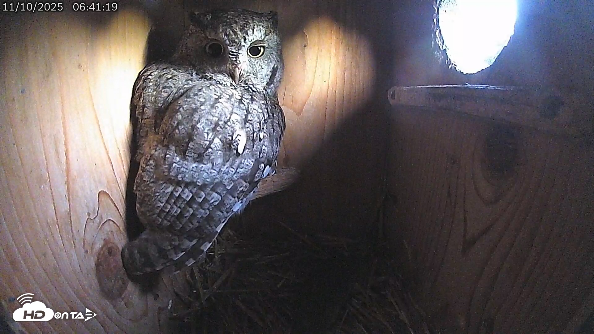 Snapshot of Eastern Screech Owl Live Cam taken Nov 10, 2025, 6:45am CST
