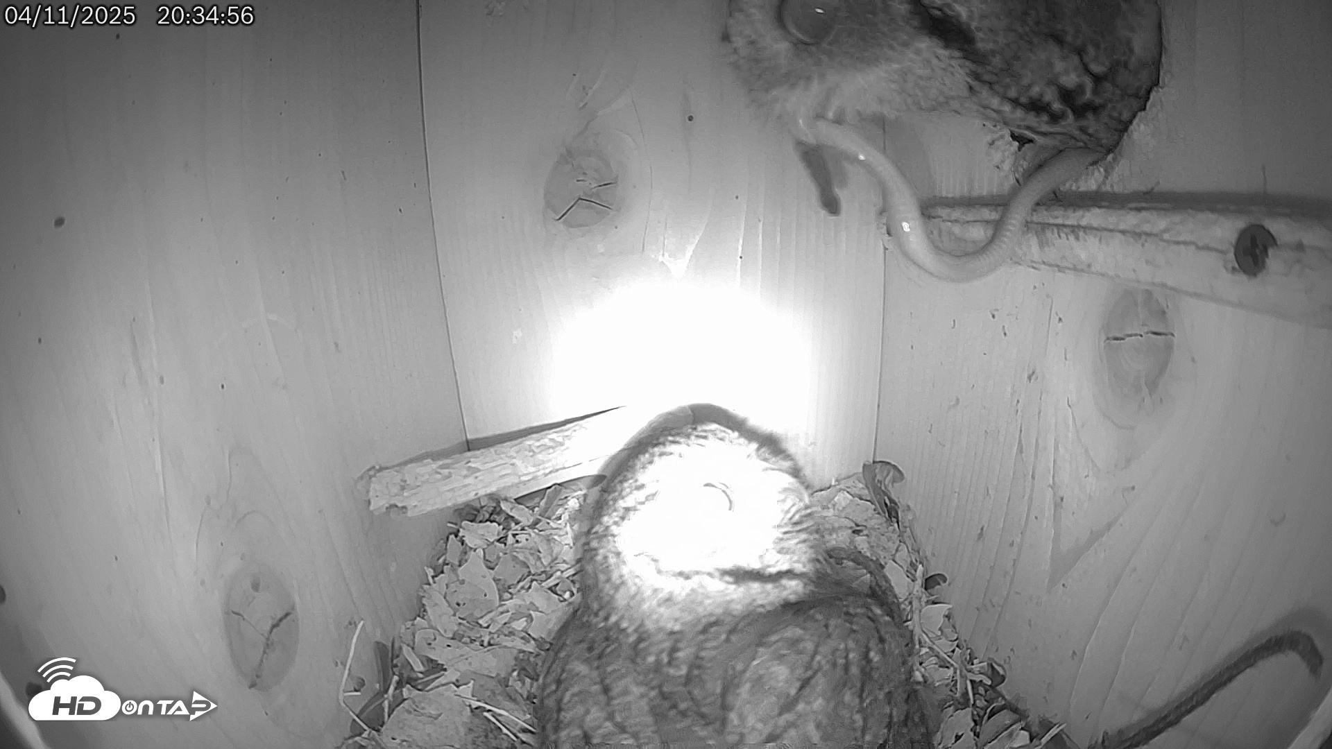 Snapshot of Eastern Screech Owl Live Cam taken Apr 11, 2025, 8:40pm CDT