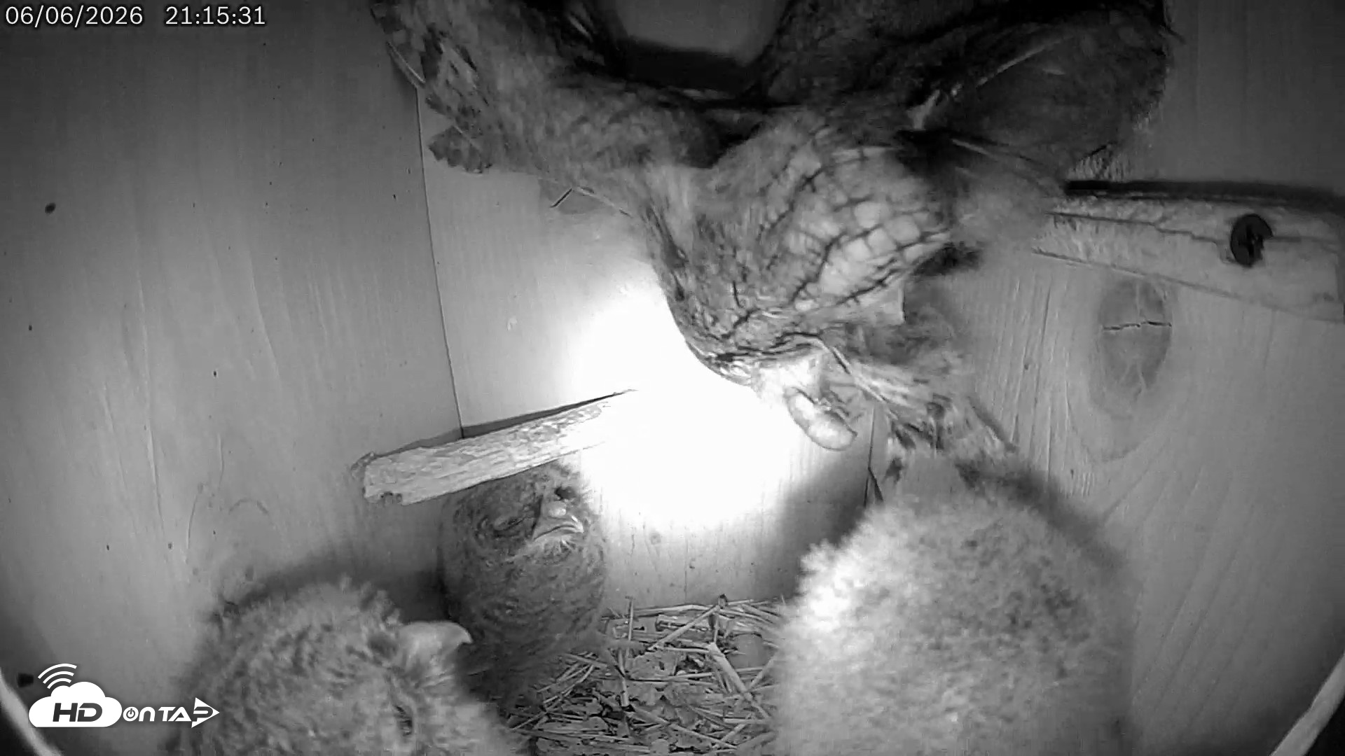 Snapshot of Eastern Screech Owl Live Cam taken Jun 7, 2026, 6:57am CDT