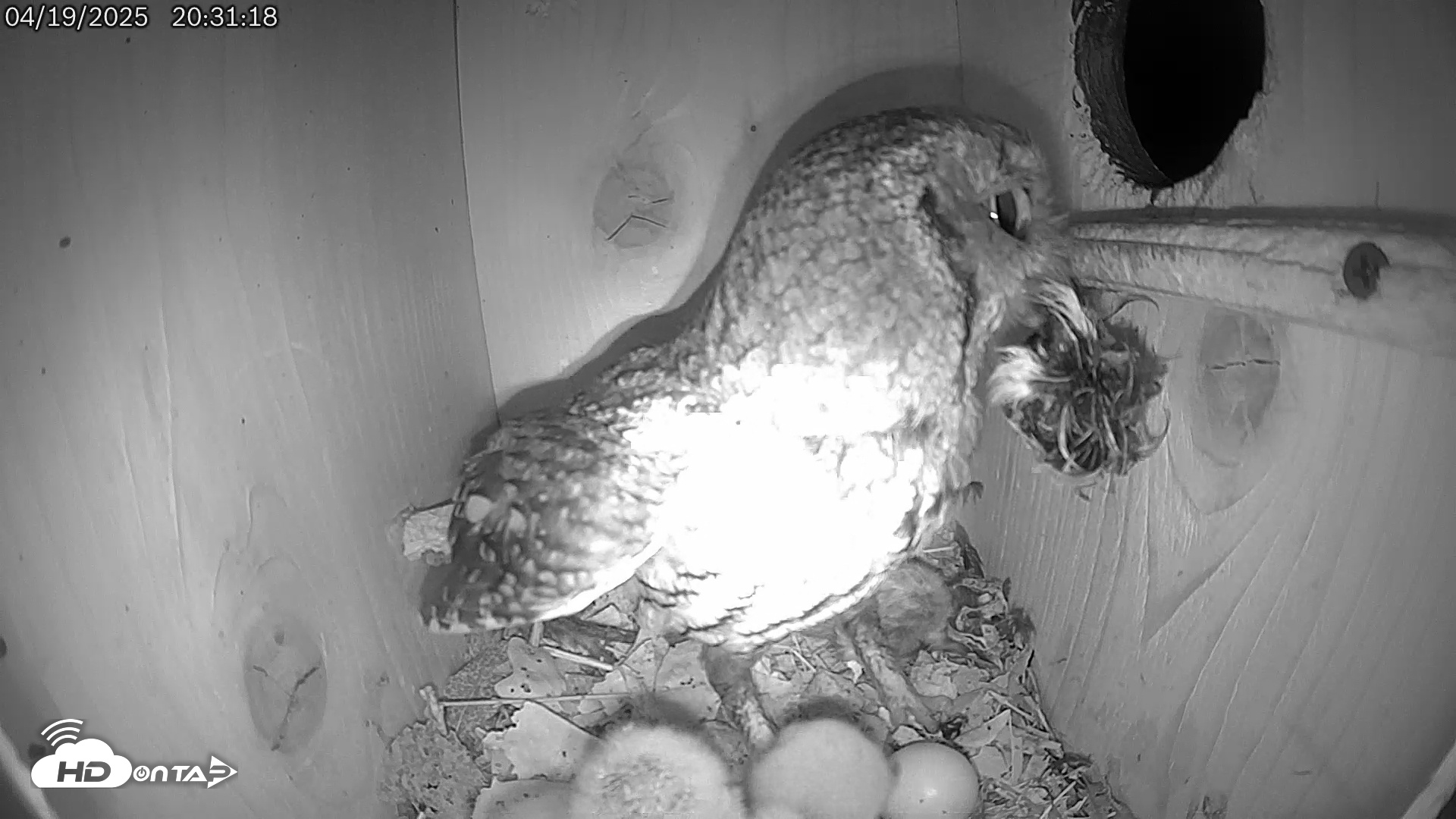 Snapshot of Eastern Screech Owl Live Cam taken Apr 20, 2025, 1:51am CDT