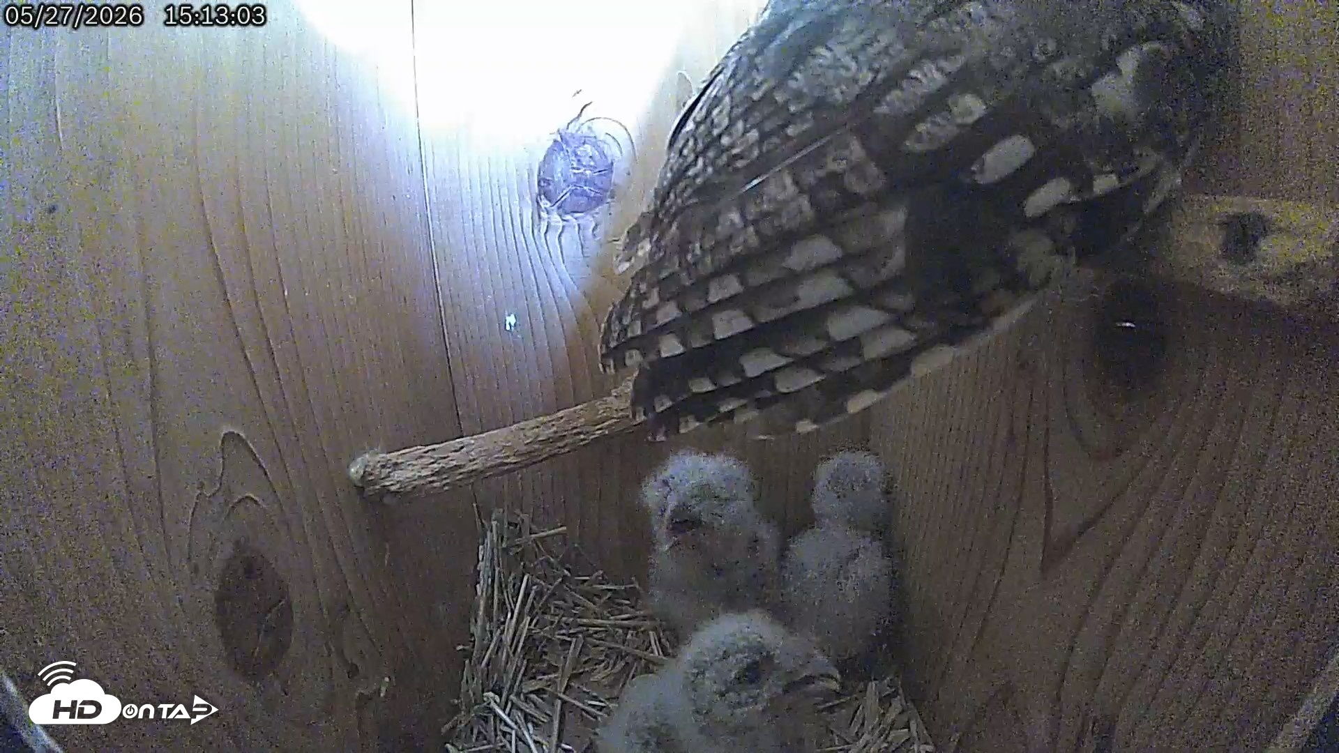 Snapshot of Eastern Screech Owl Live Cam taken May 27, 2026, 3:13pm CDT