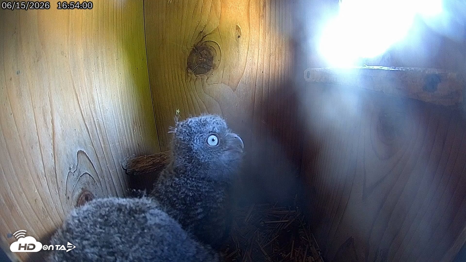 Snapshot of Eastern Screech Owl Live Cam taken Jun 15, 2026, 6:05pm CDT