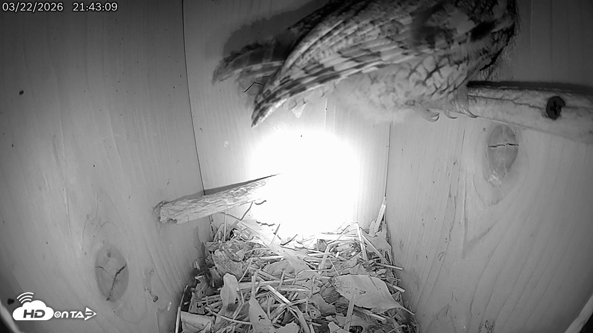 Snapshot of Eastern Screech Owl Live Cam taken Mar 23, 2026, 12:40am CDT