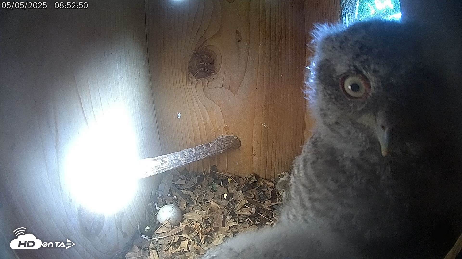 Snapshot of Eastern Screech Owl Live Cam taken May 5, 2025, 11:14am CDT