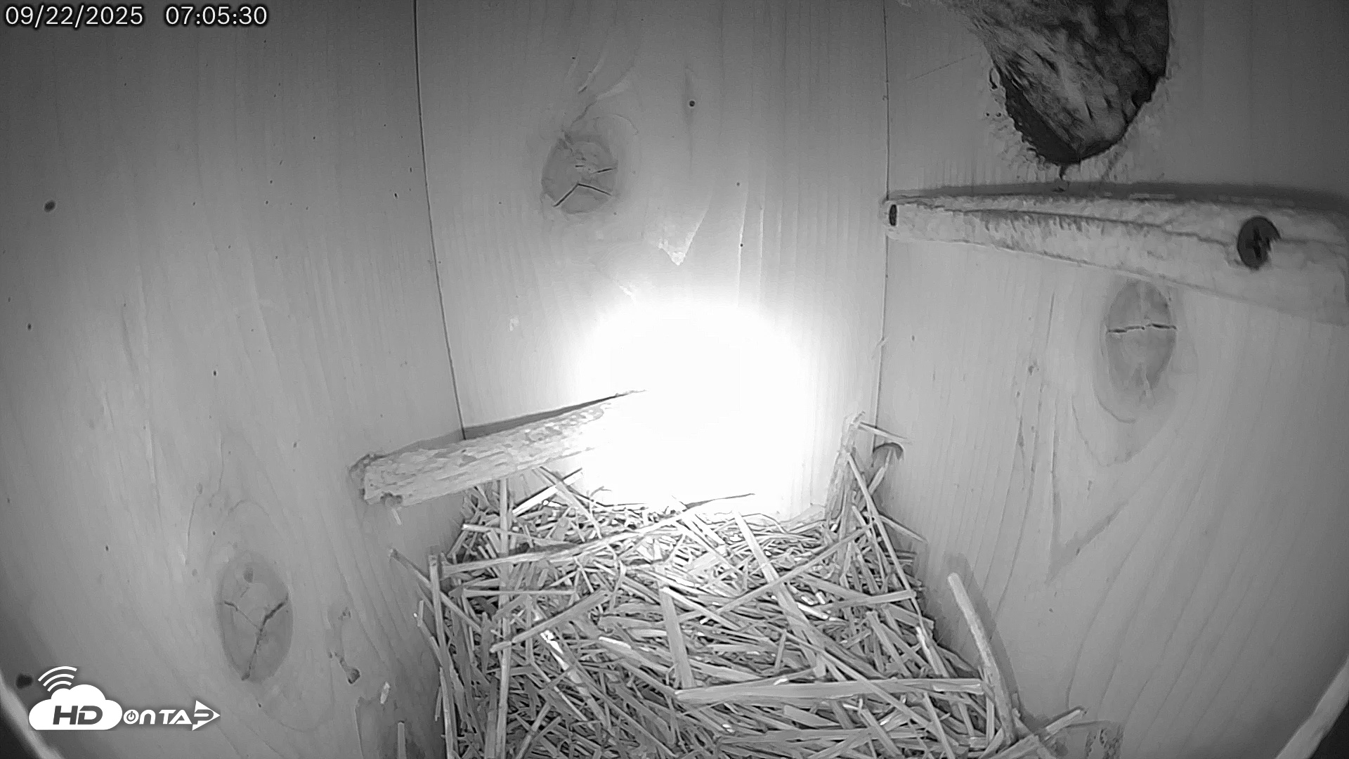 Snapshot of Eastern Screech Owl Live Cam taken Sep 22, 2025, 10:04am CDT