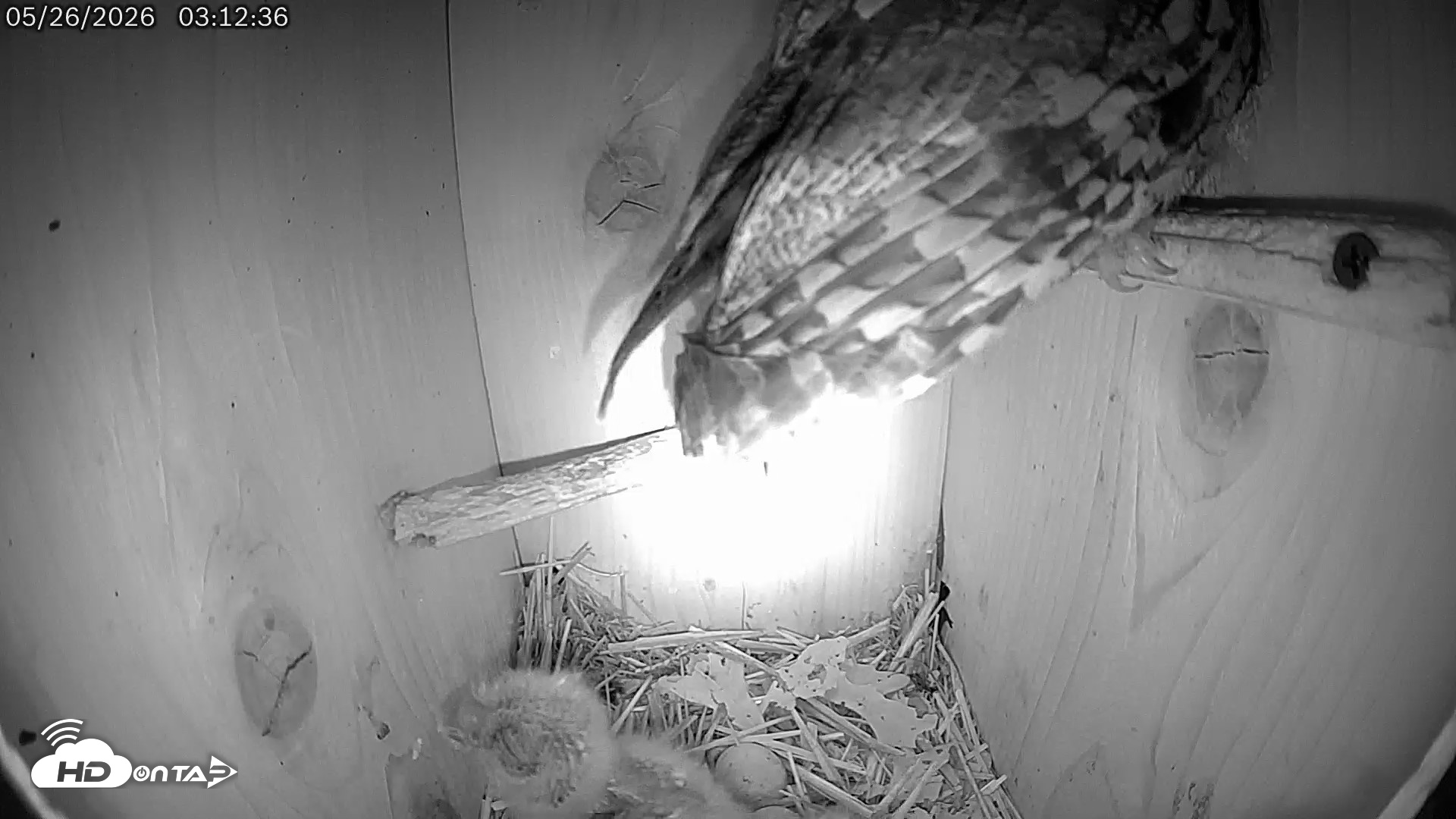 Snapshot of Eastern Screech Owl Live Cam taken May 26, 2026, 3:53am CDT