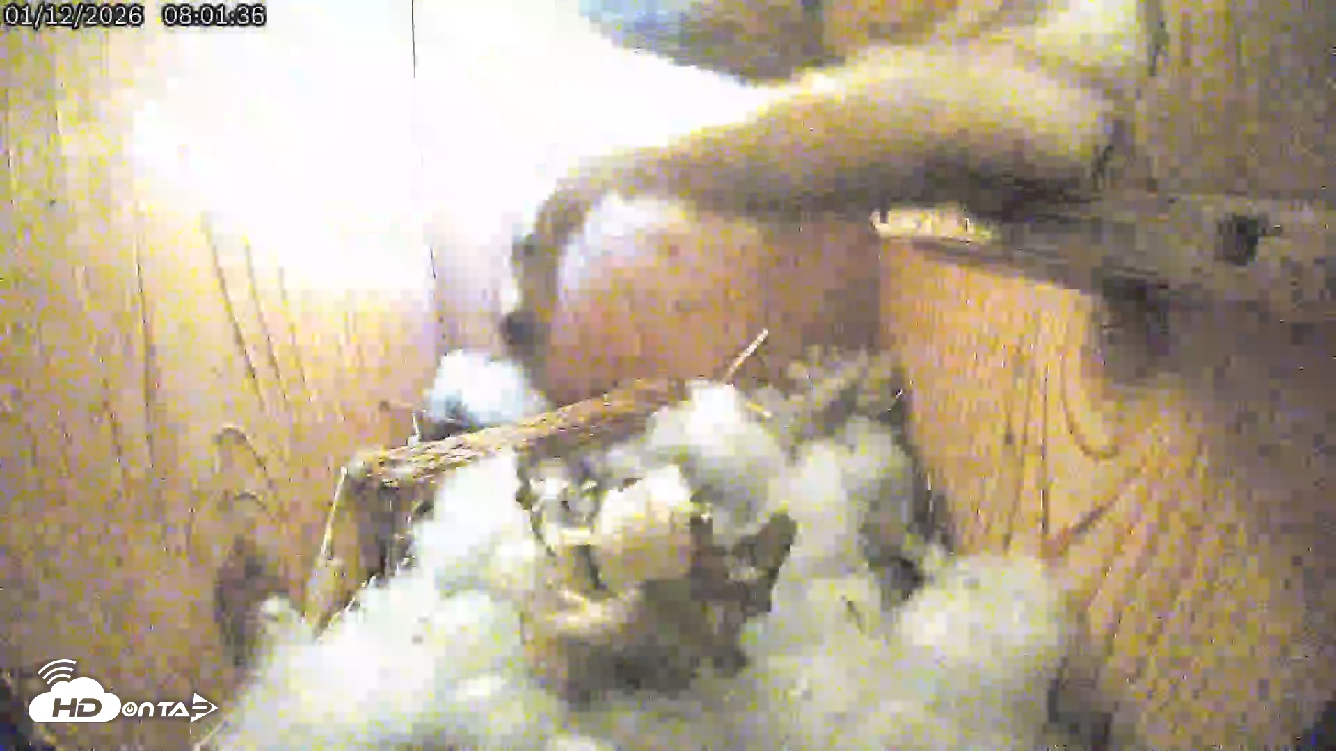 Snapshot of Eastern Screech Owl Live Cam taken Jan 12, 2026, 8:16am CST