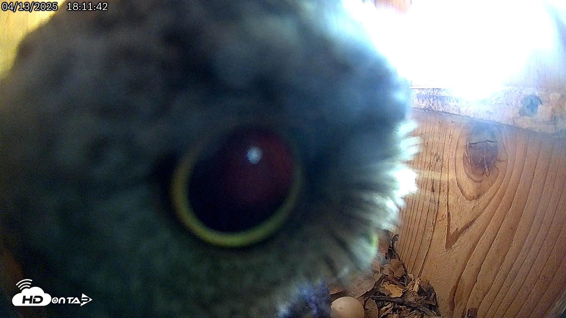 Snapshot of Eastern Screech Owl Live Cam taken Apr 13, 2025, 6:12pm CDT