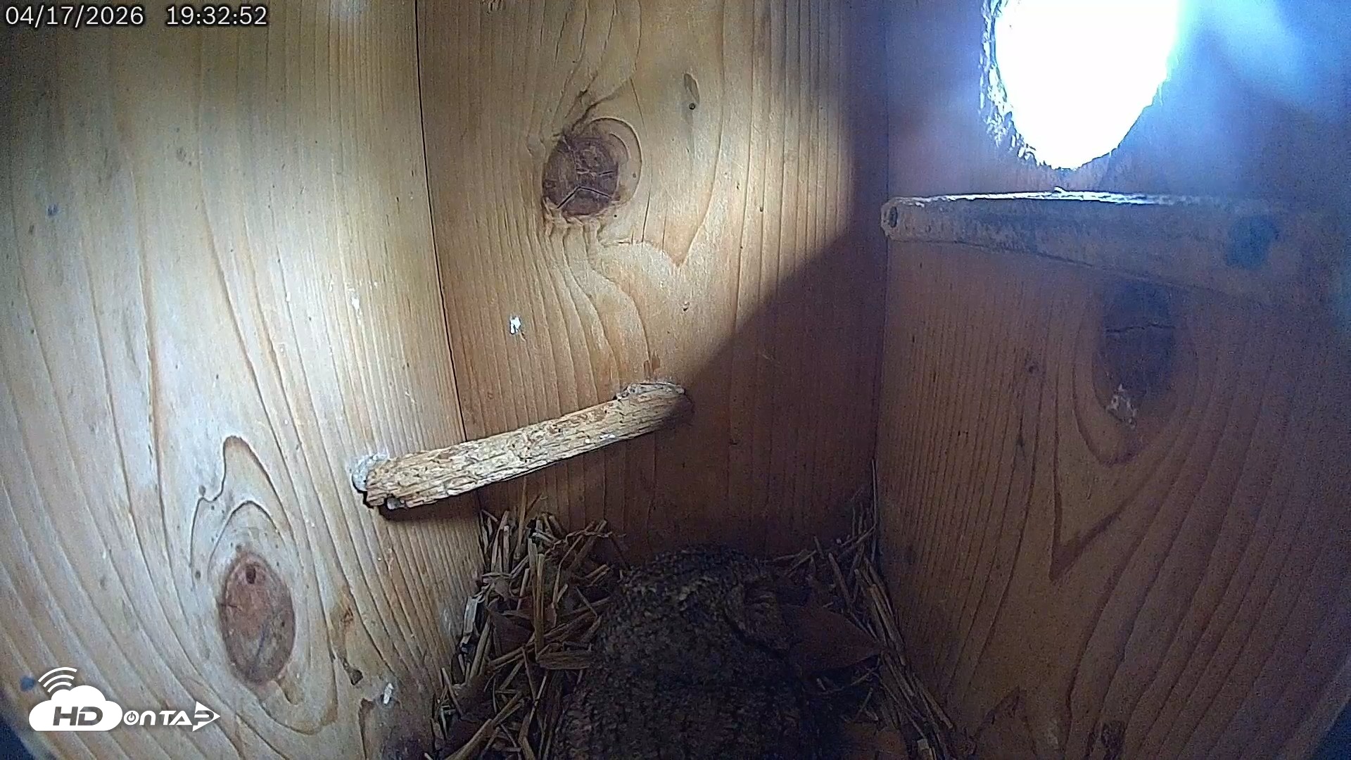 Snapshot of Eastern Screech Owl Live Cam taken Apr 17, 2026, 7:40pm CDT