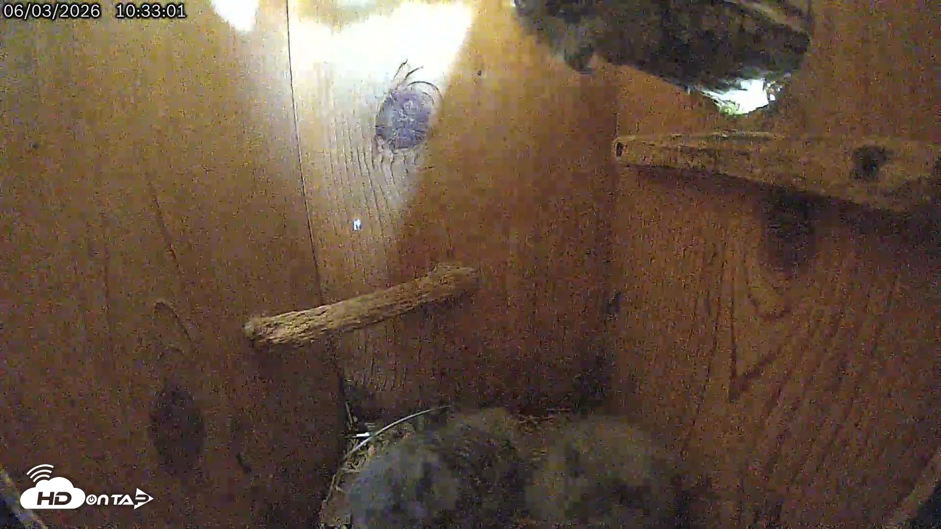 Snapshot of Eastern Screech Owl Live Cam taken Jun 3, 2026, 7:31pm CDT