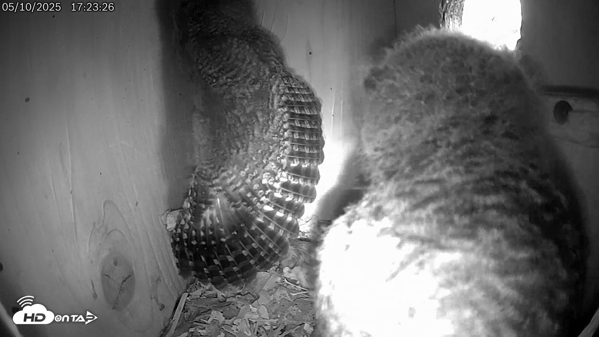 Snapshot of Eastern Screech Owl Live Cam taken May 11, 2025, 2:33am CDT