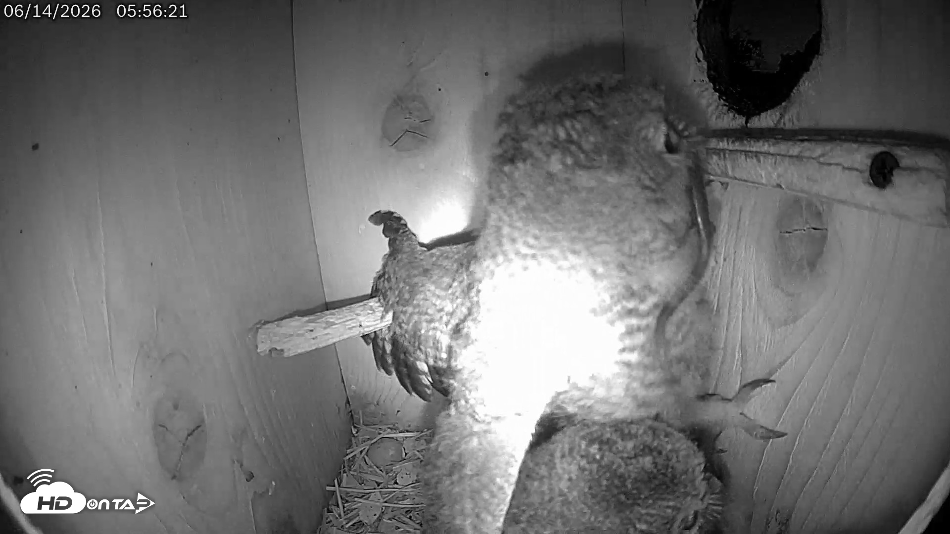 Snapshot of Eastern Screech Owl Live Cam taken Jun 14, 2026, 8:39am CDT