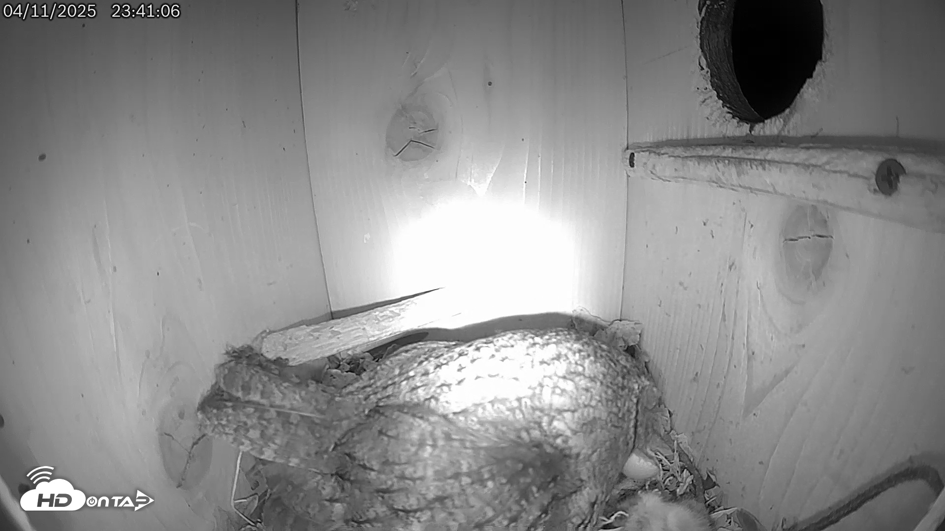 Snapshot of Eastern Screech Owl Live Cam taken Apr 12, 2025, 1:28am CDT