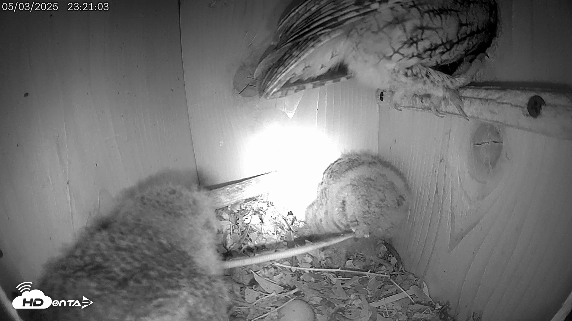 Snapshot of Eastern Screech Owl Live Cam taken May 3, 2025, 11:50pm CDT