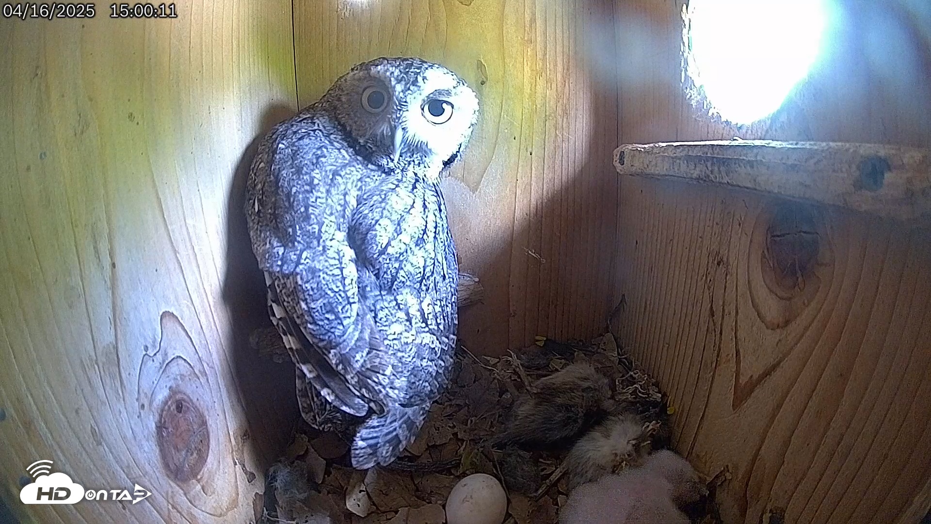 Snapshot of Eastern Screech Owl Live Cam taken Apr 16, 2025, 3:01pm CDT
