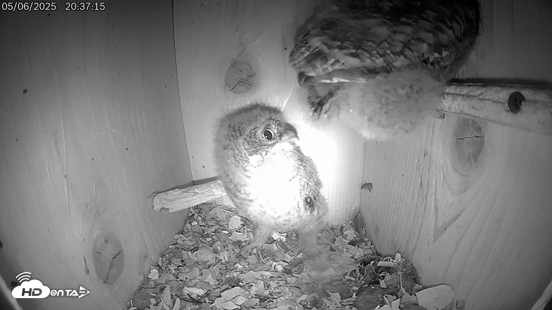 Snapshot of Eastern Screech Owl Live Cam taken May 6, 2025, 9:38pm CDT